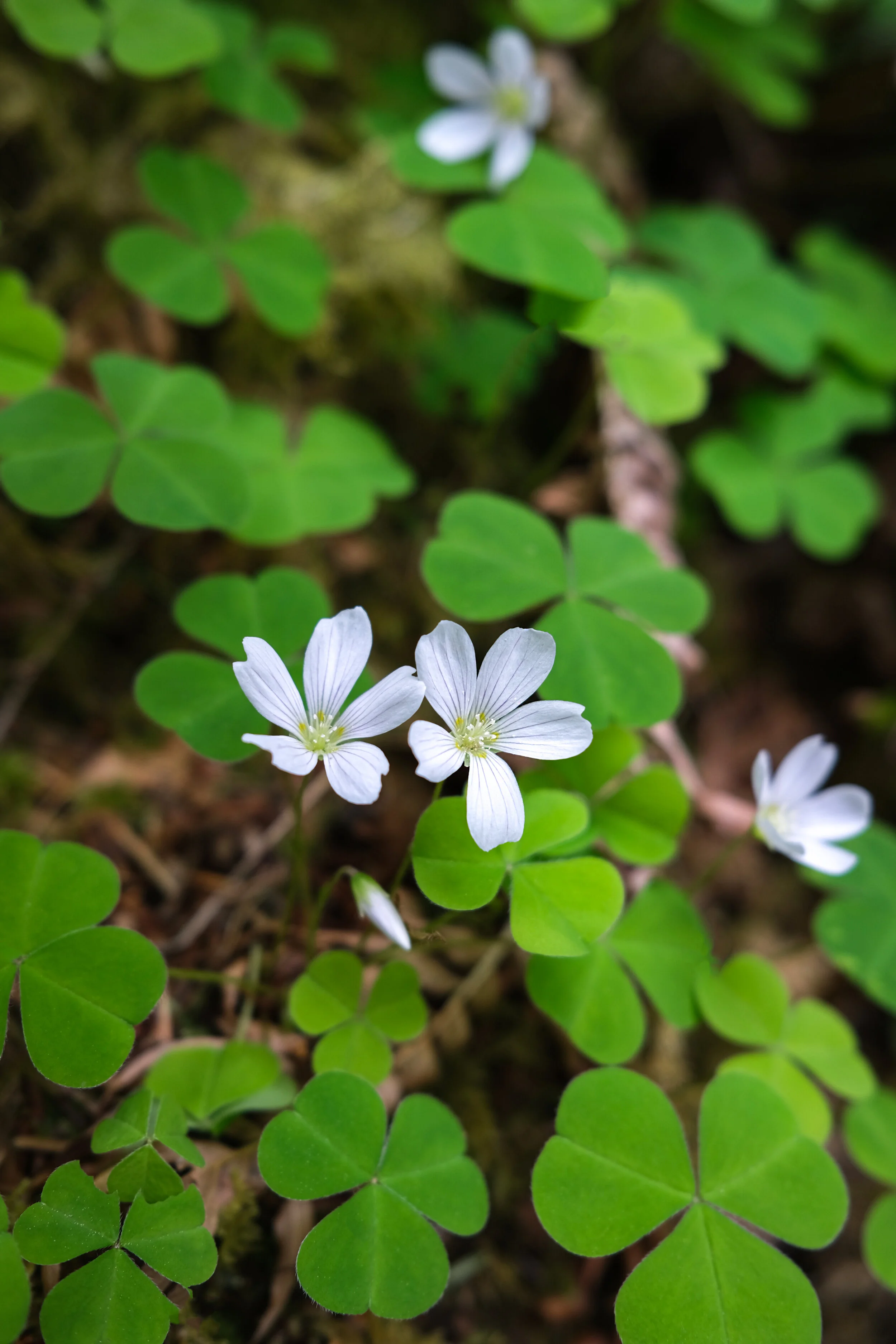 DSCF0641.JPG
