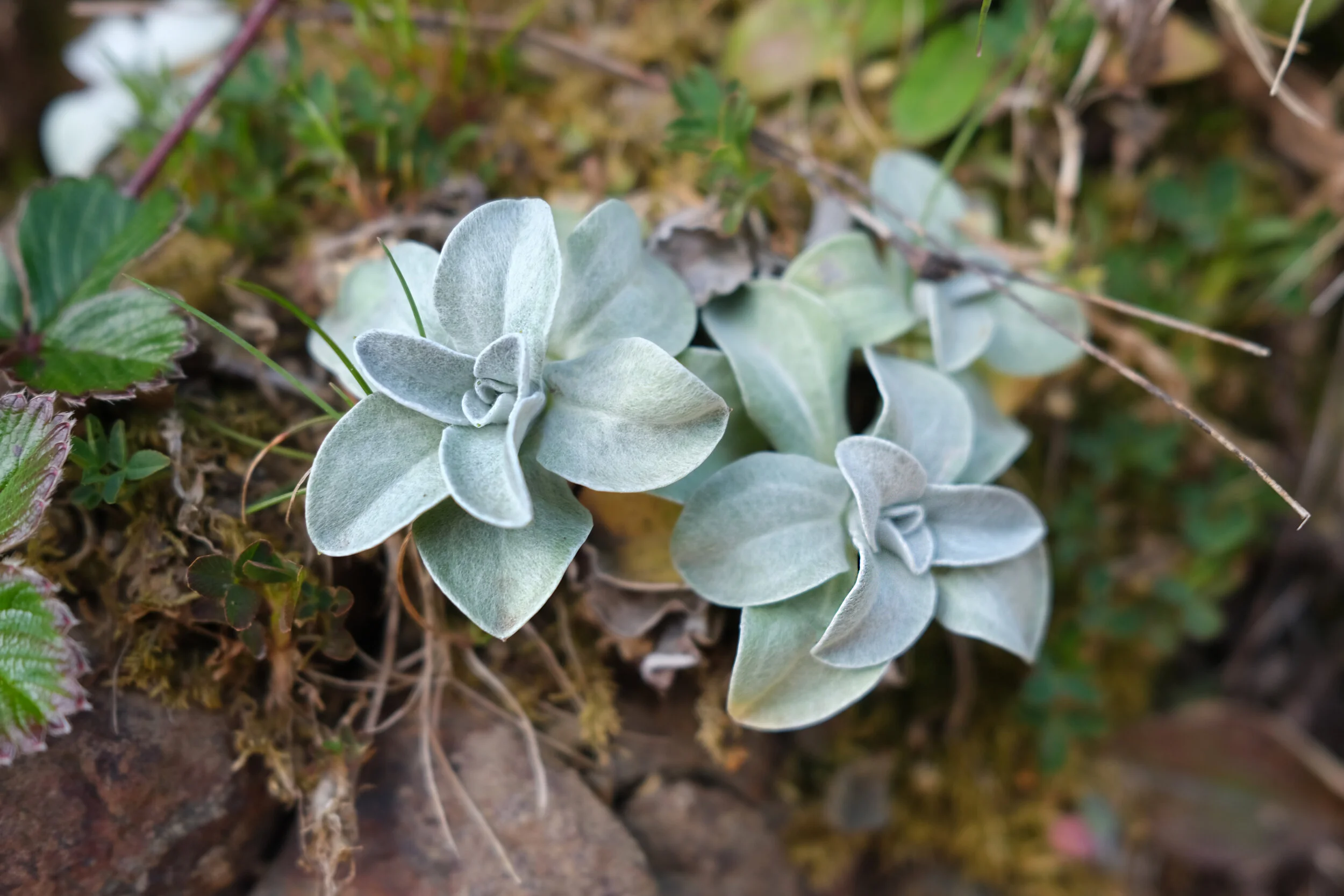 DSCF0972.JPG