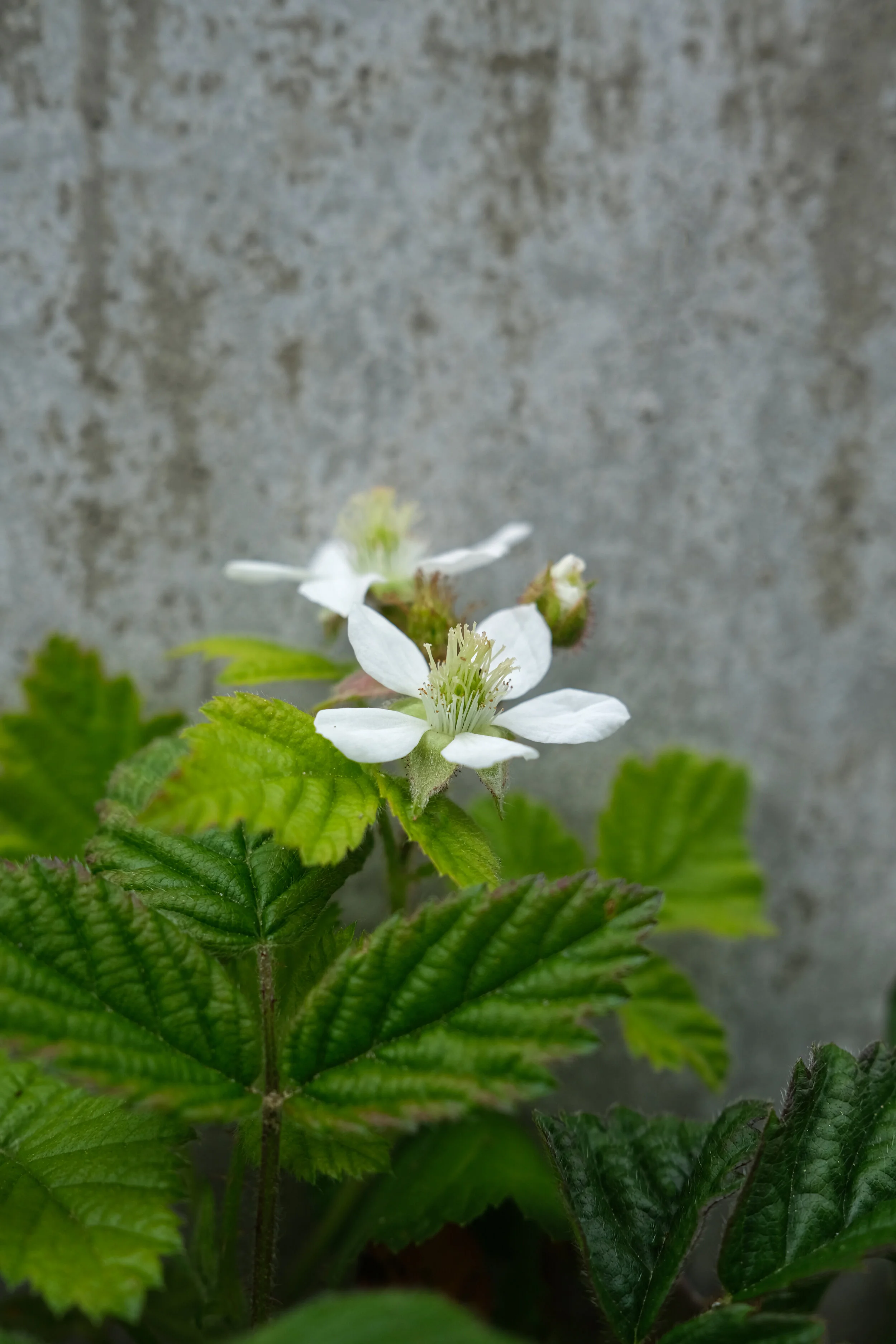 DSCF0595.JPG