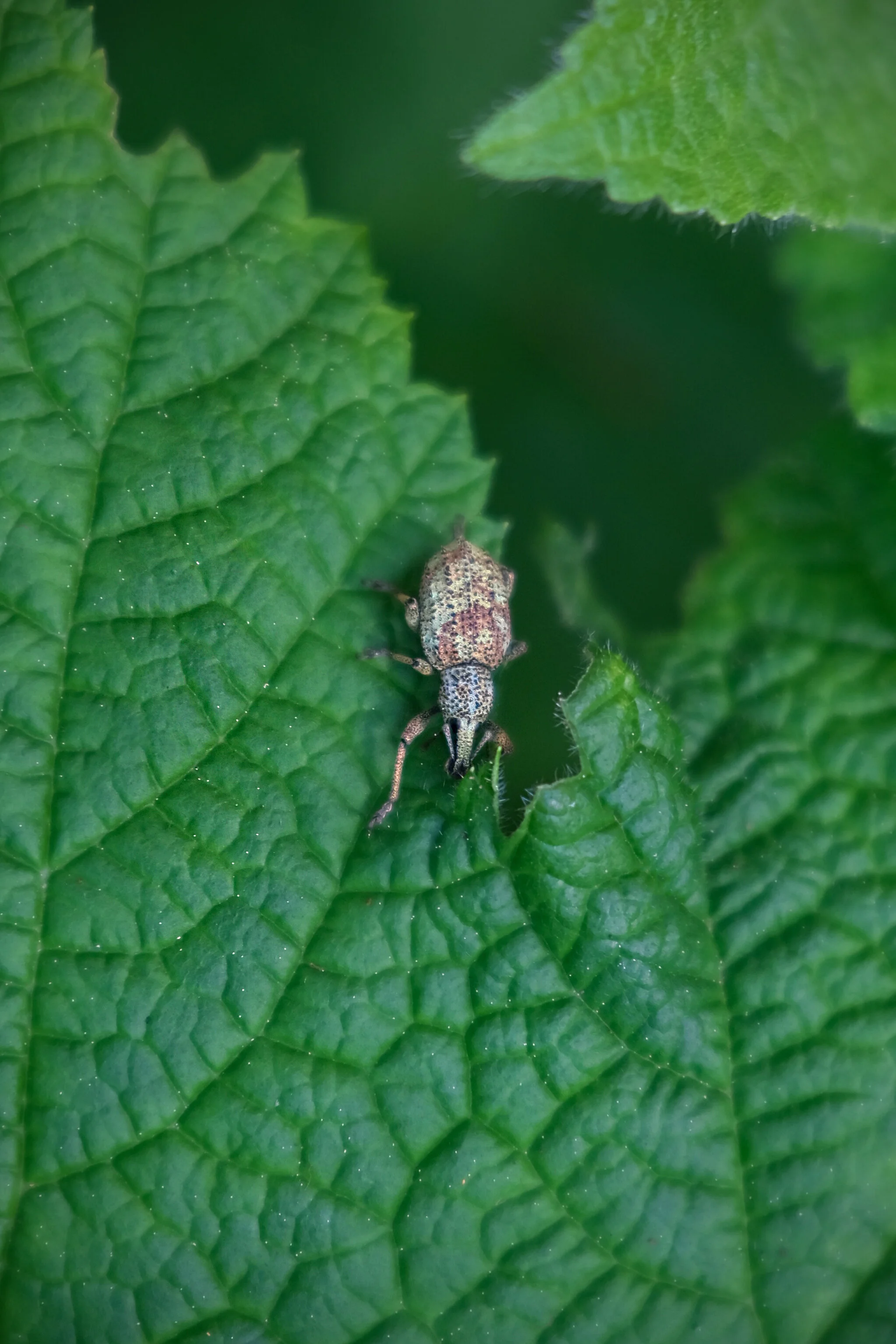 DSCF1078.JPG