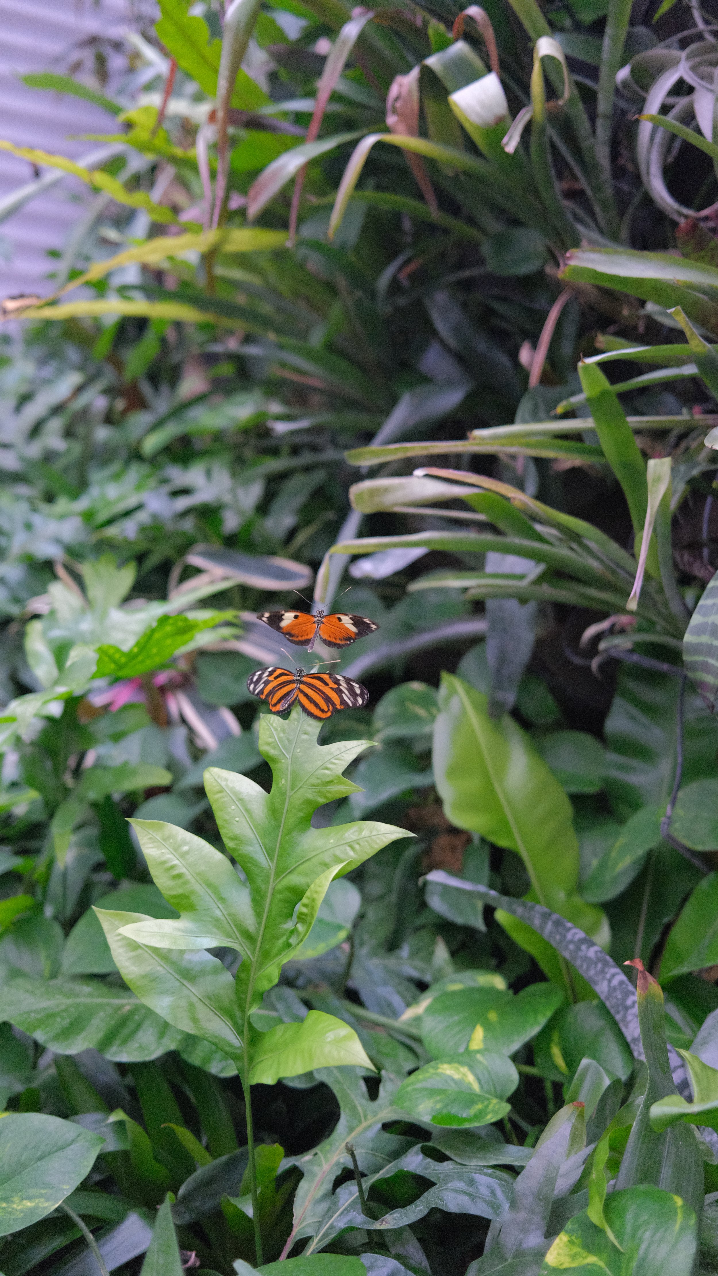DSCF2603.JPG