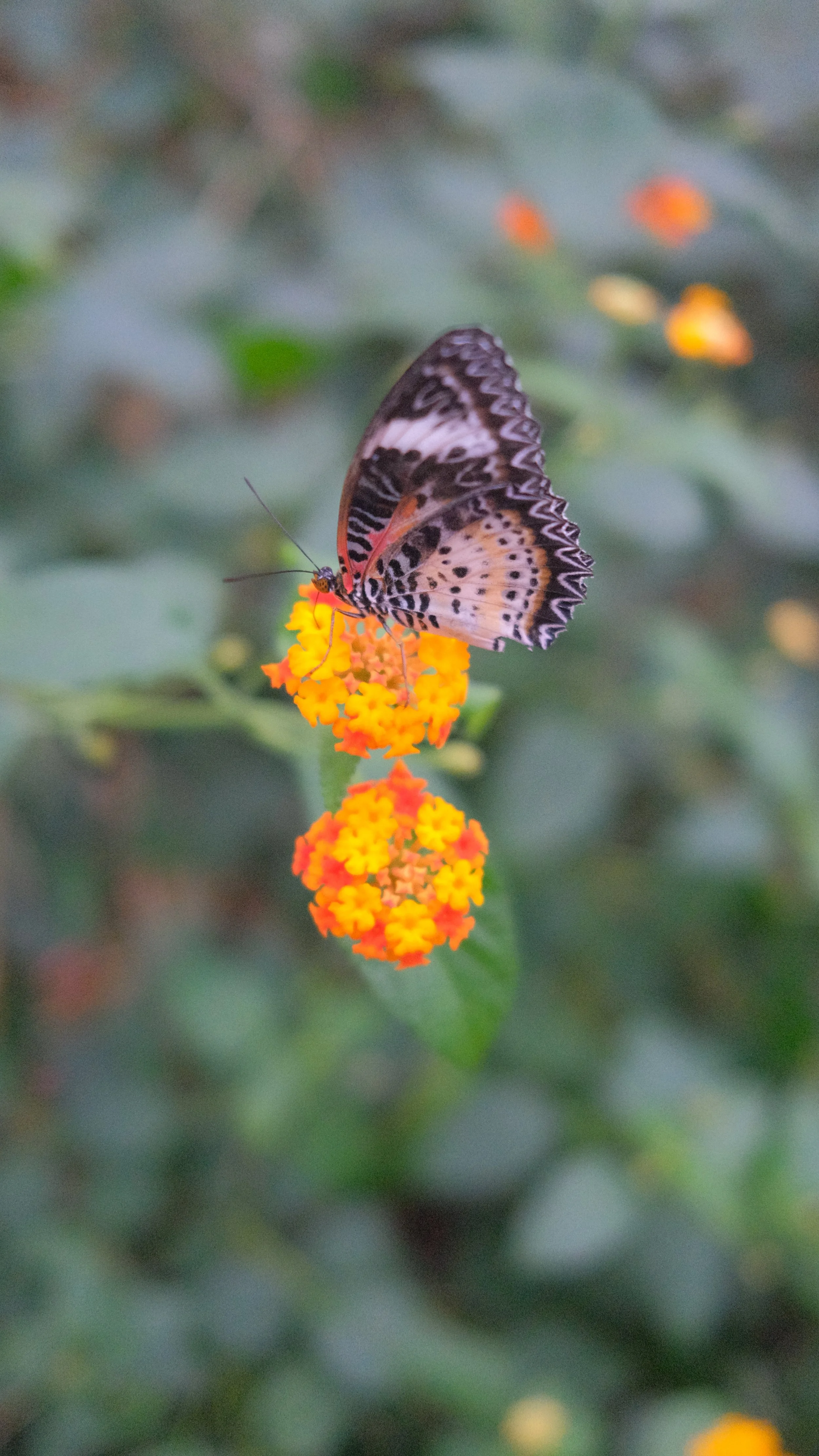 DSCF2633.JPG