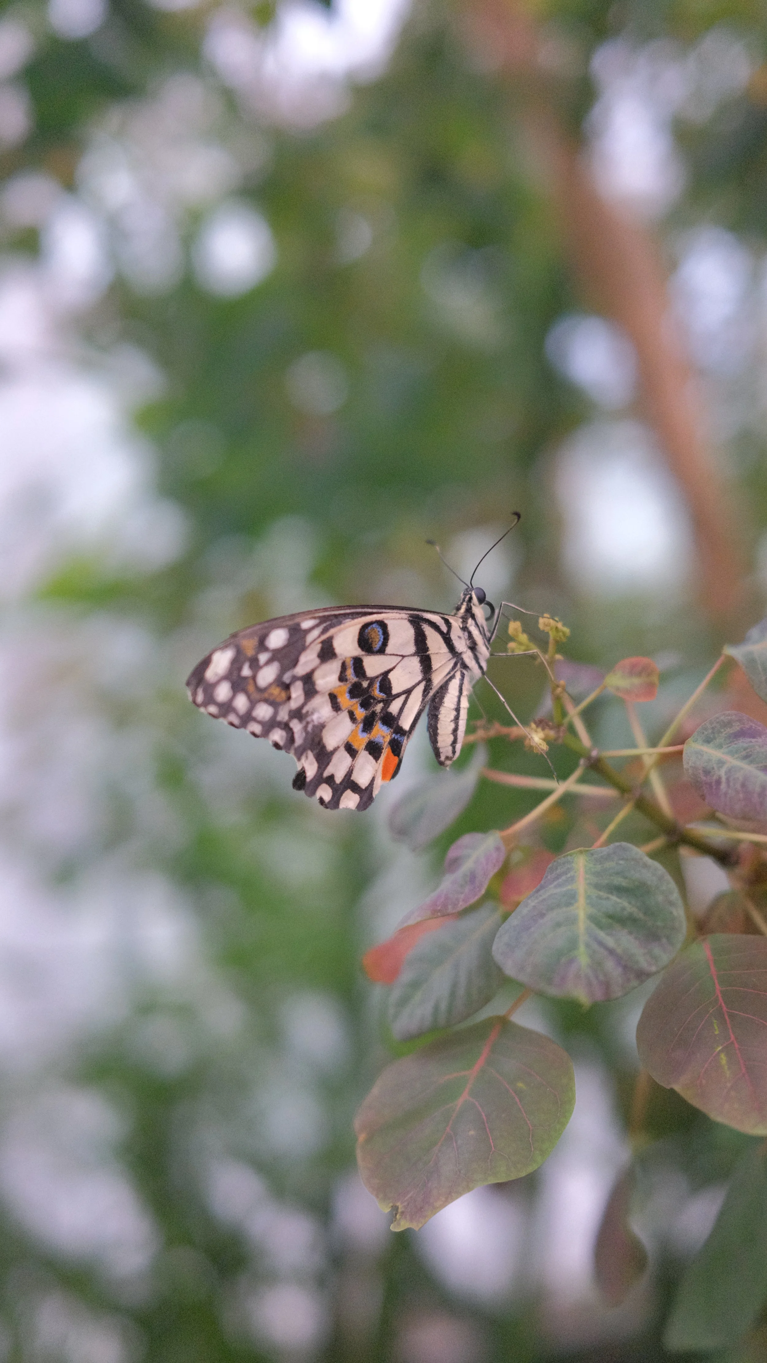 DSCF2653.JPG