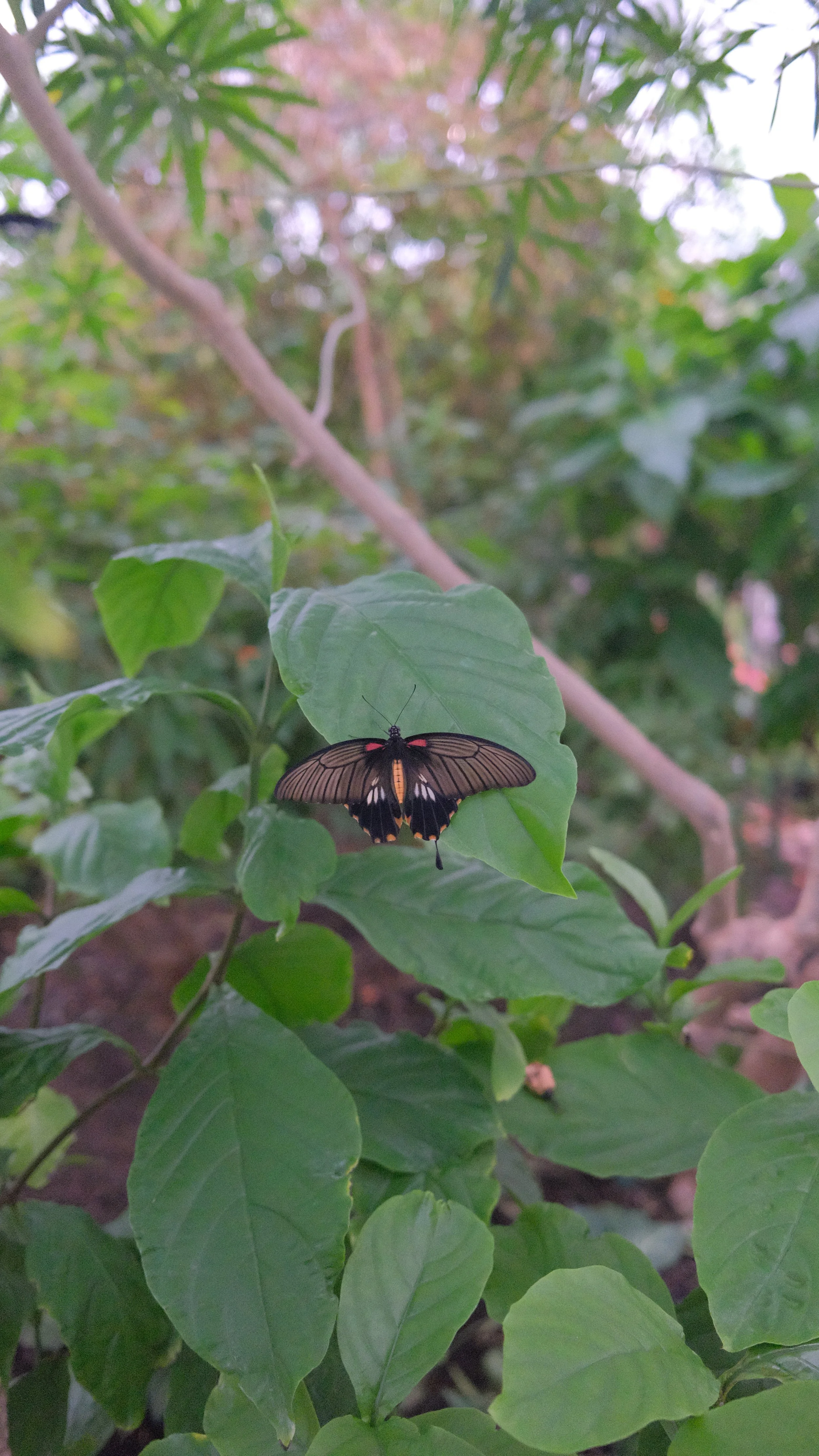 DSCF2641.JPG