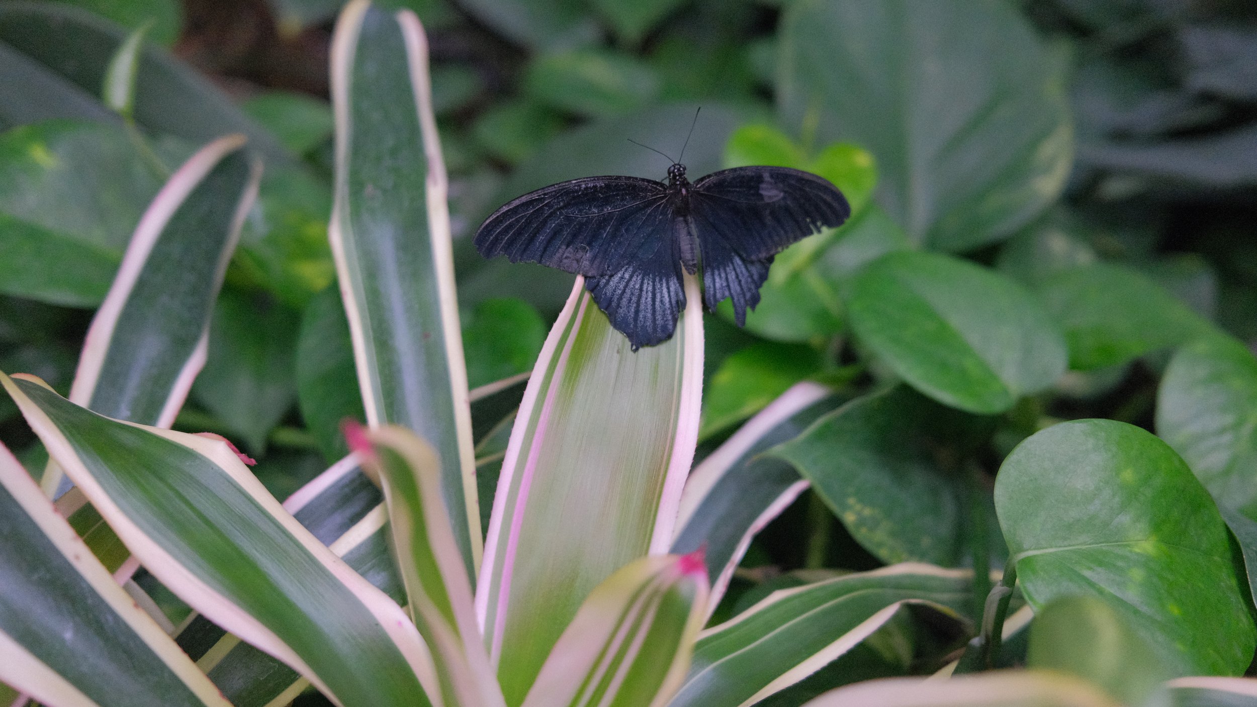 DSCF2599.JPG