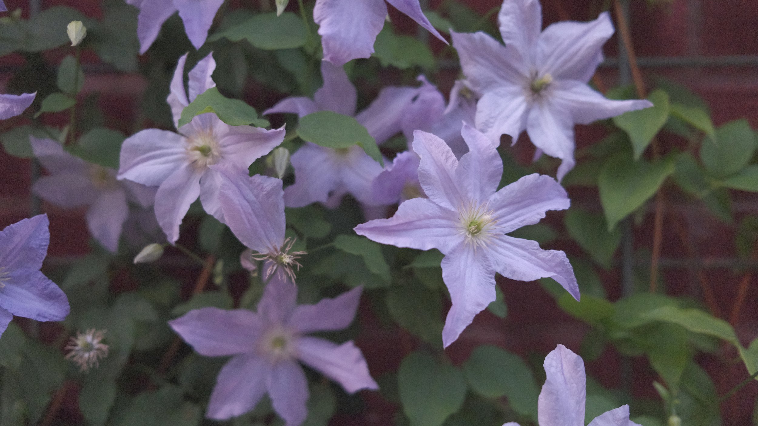 DSCF2574.JPG