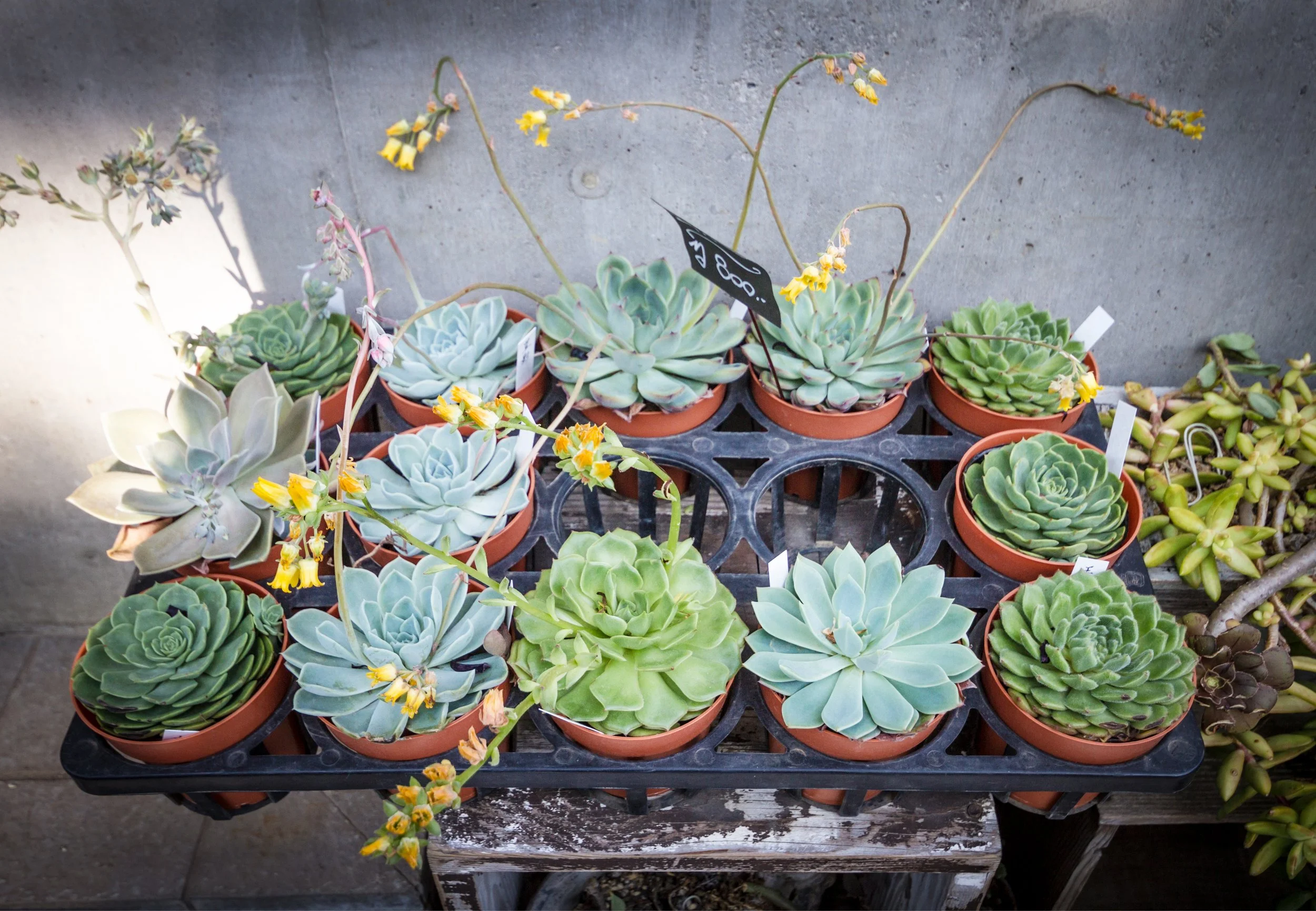 succulents+.jpg
