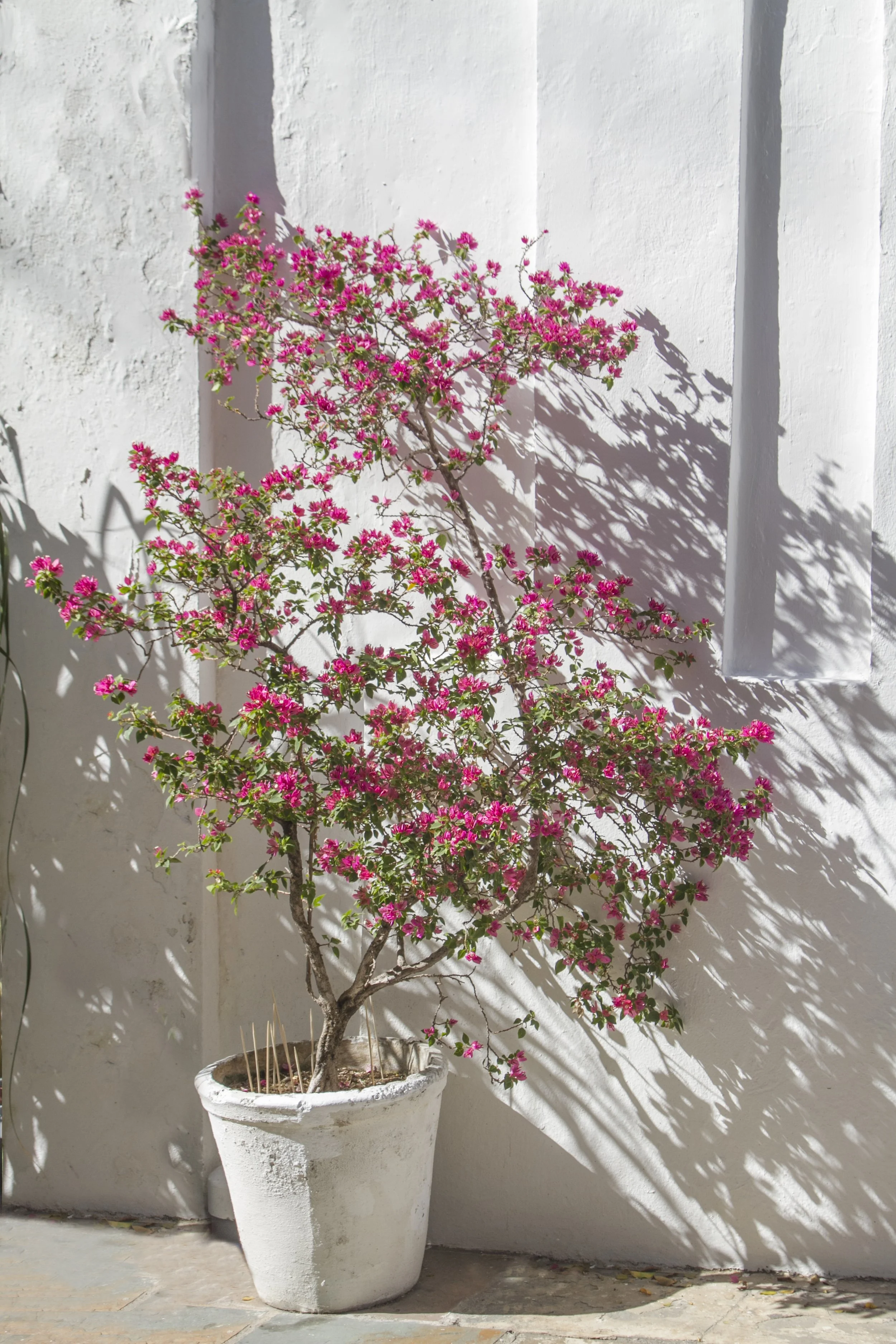 flowers.jpg
