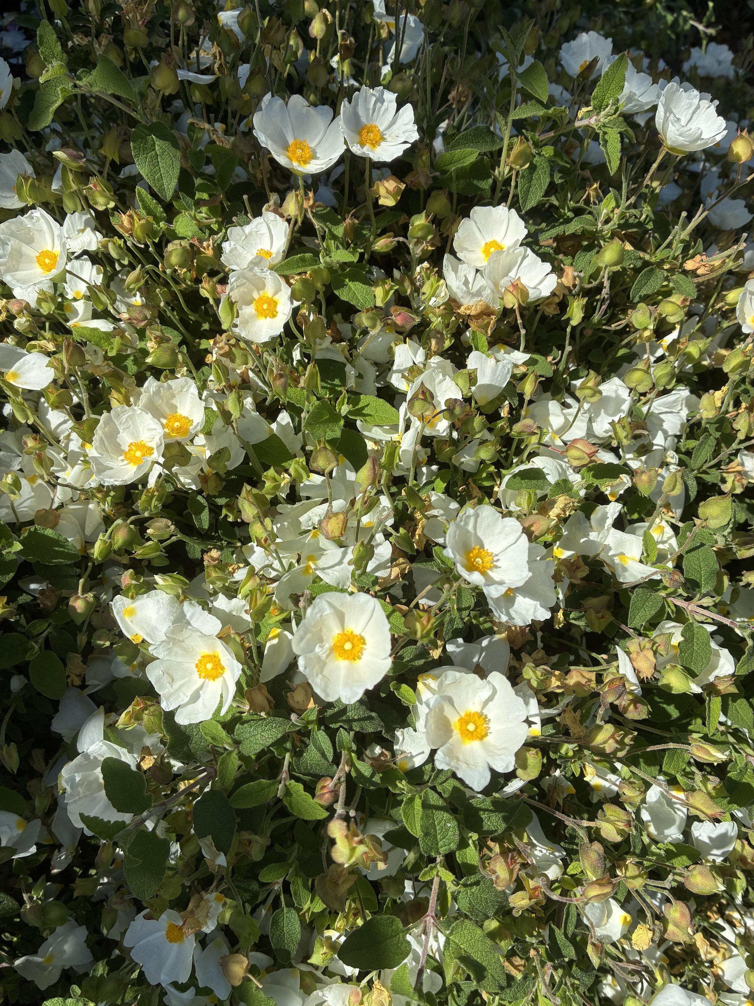 IMG_4605.jpeg