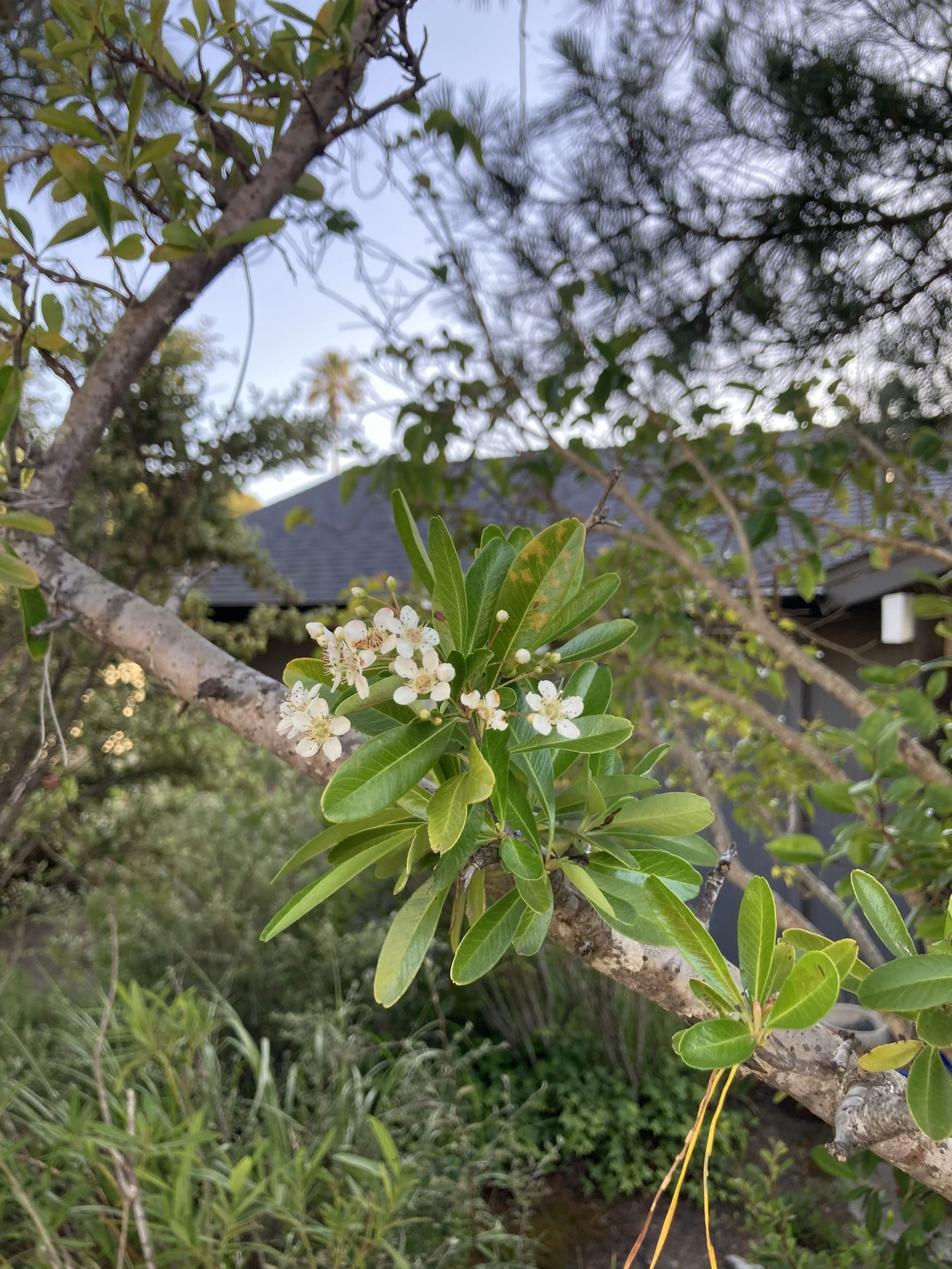 IMG_1509.jpeg