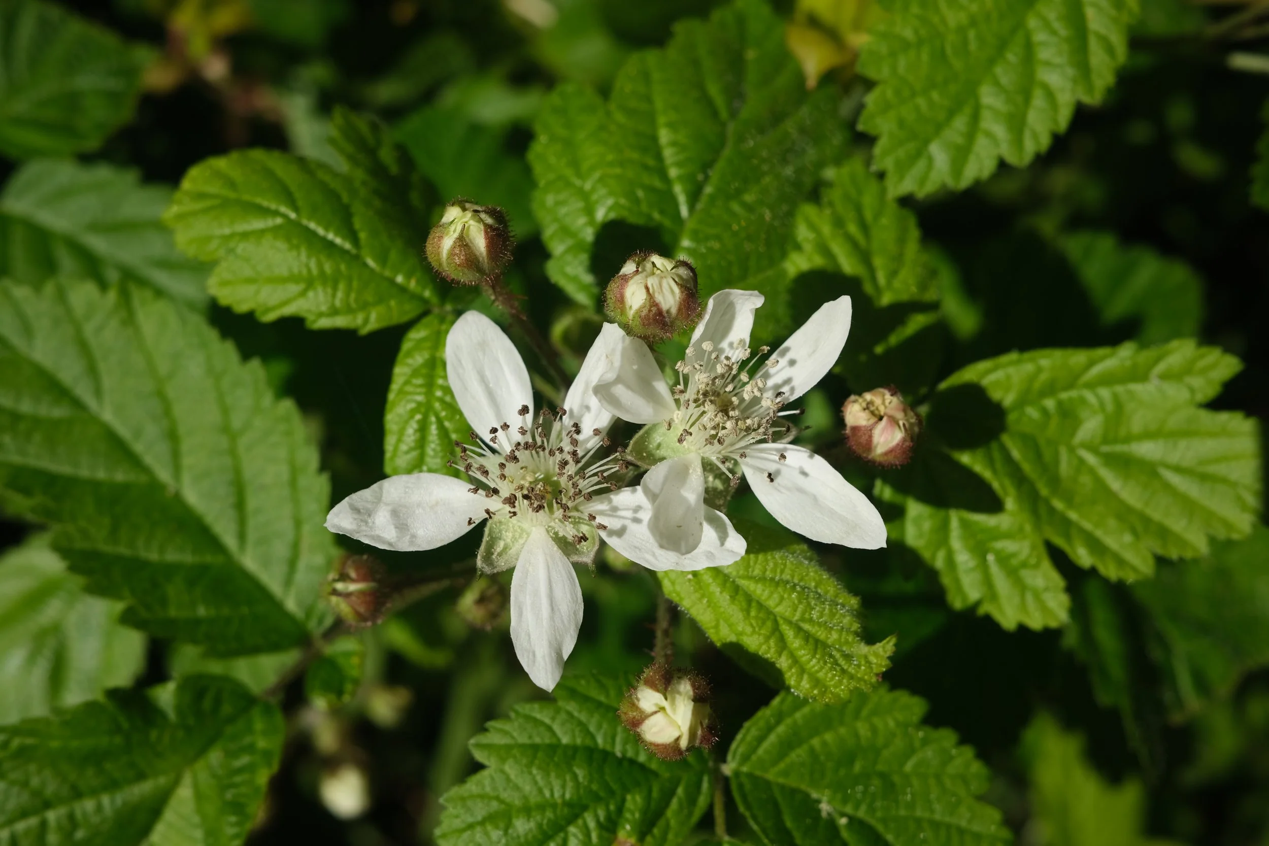 DSCF1065.JPG