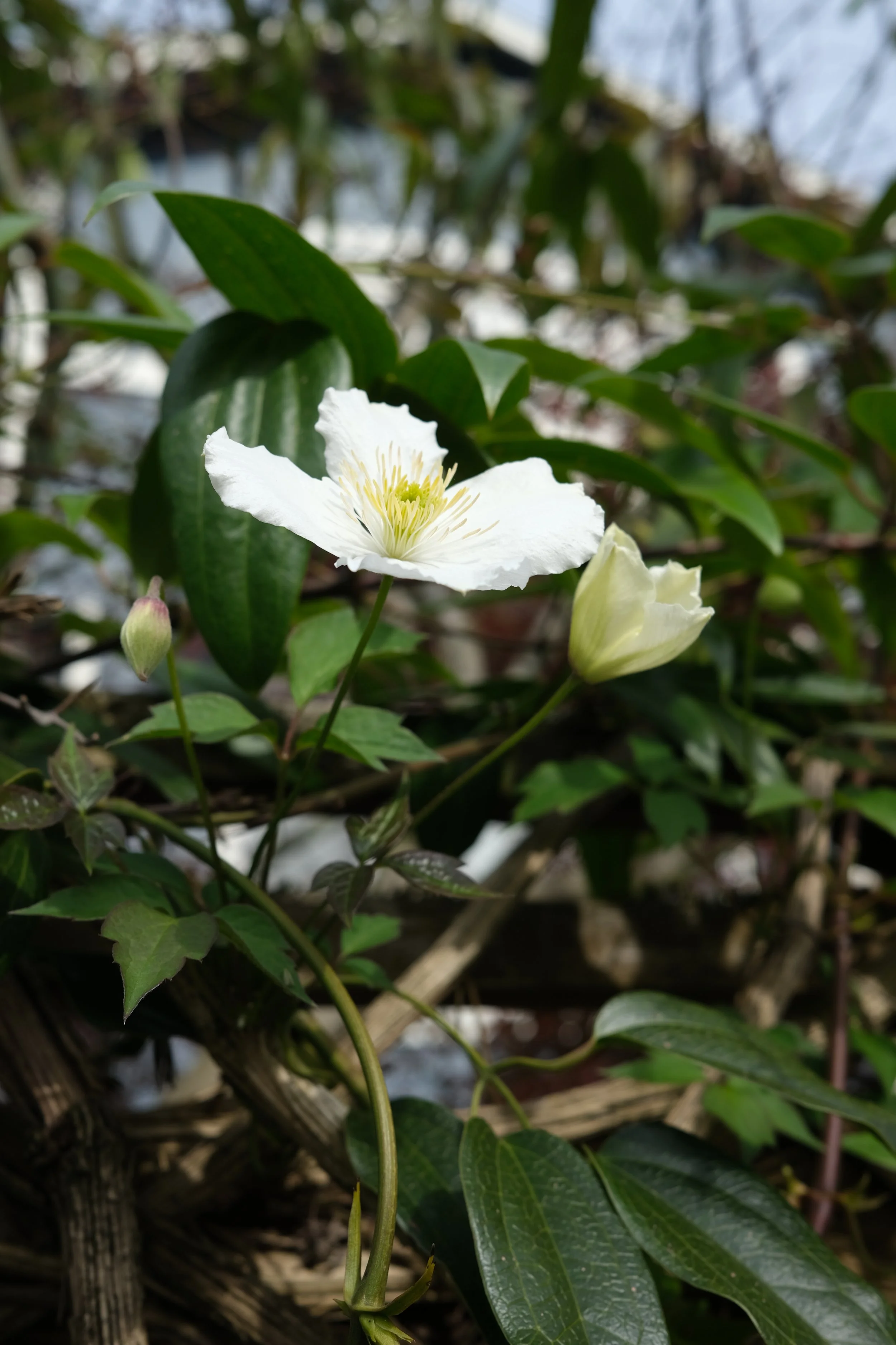 DSCF0463.JPG