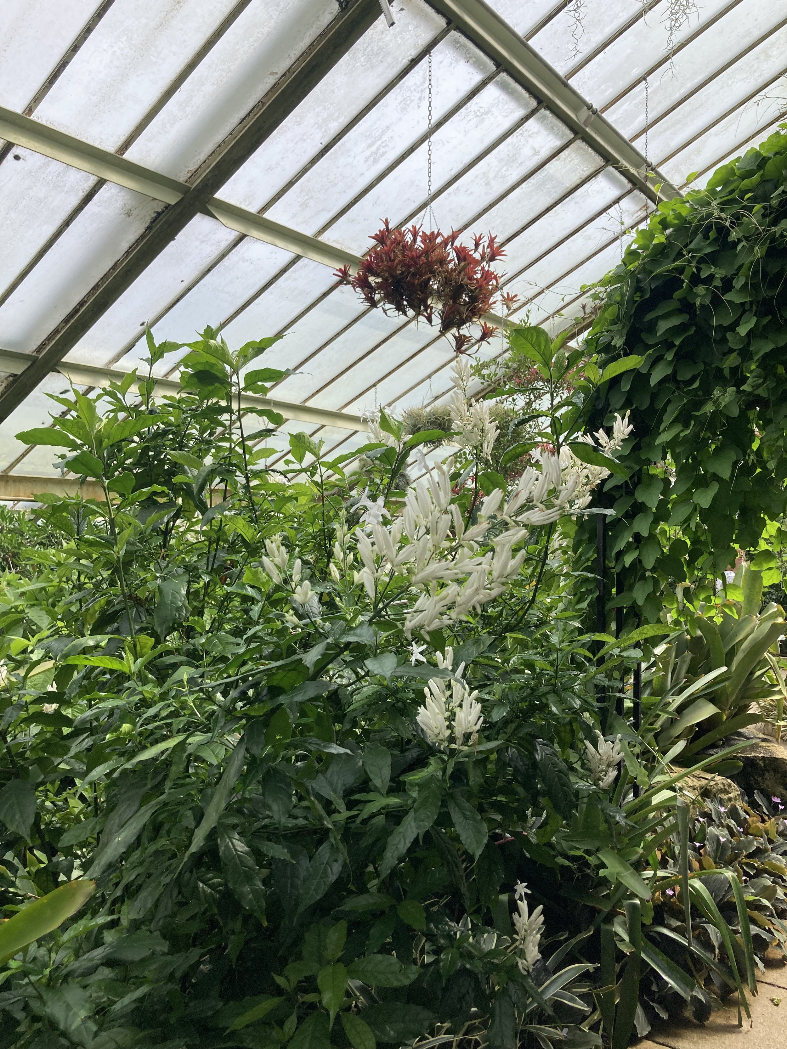 IMG_2268.jpeg