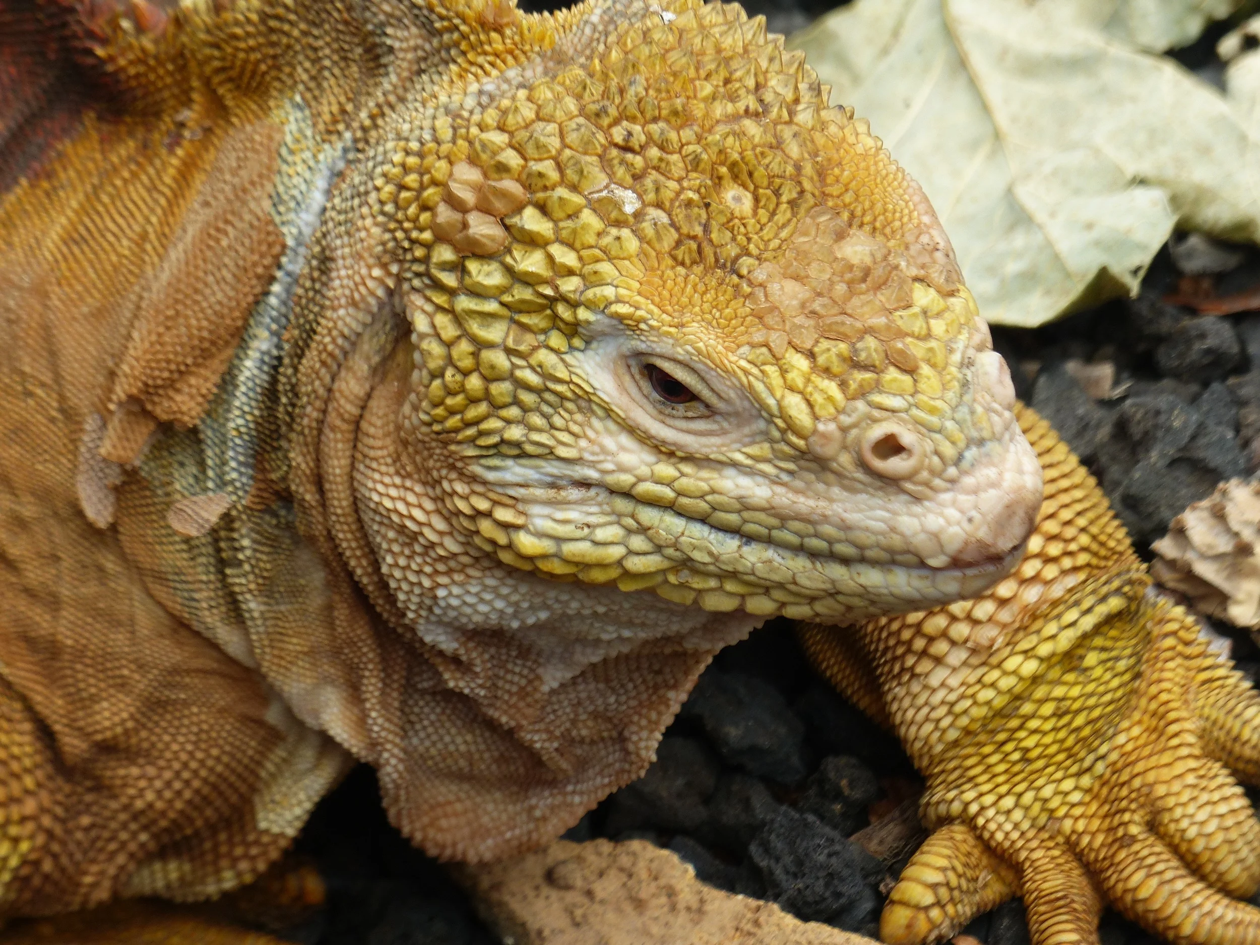 Galapagos travel tips