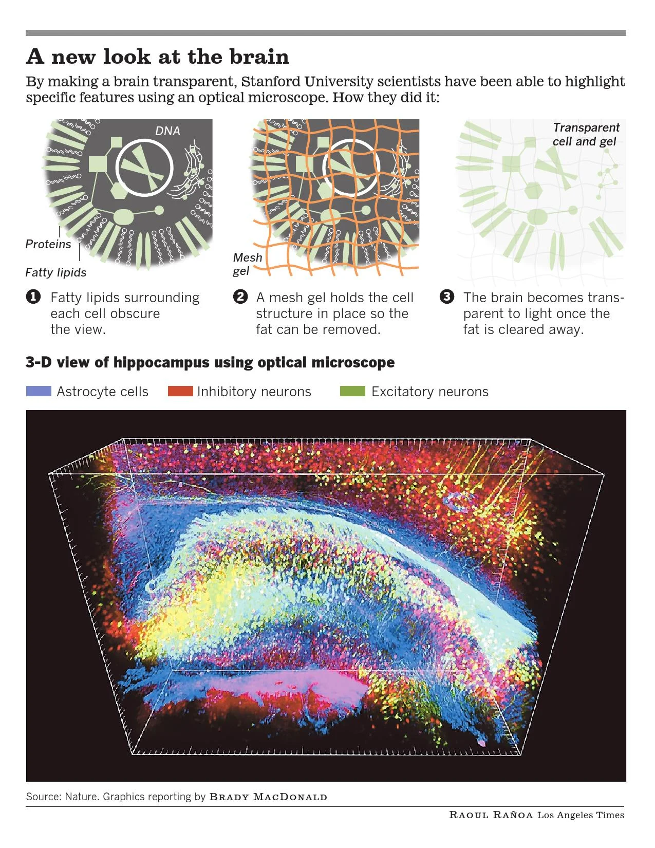 la-sci-transparent-brain_000001.jpg