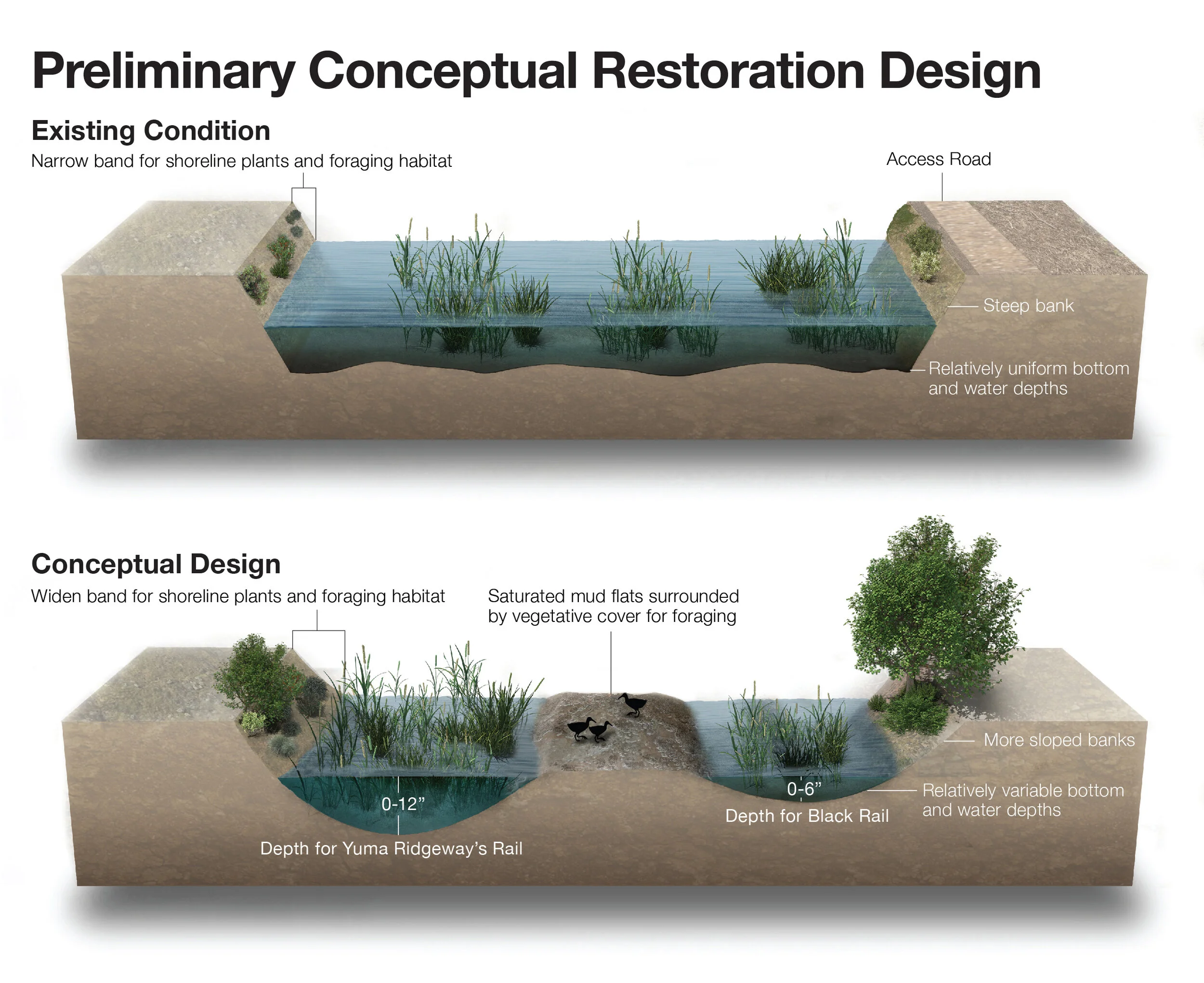 Conceptual pond restoration diagram