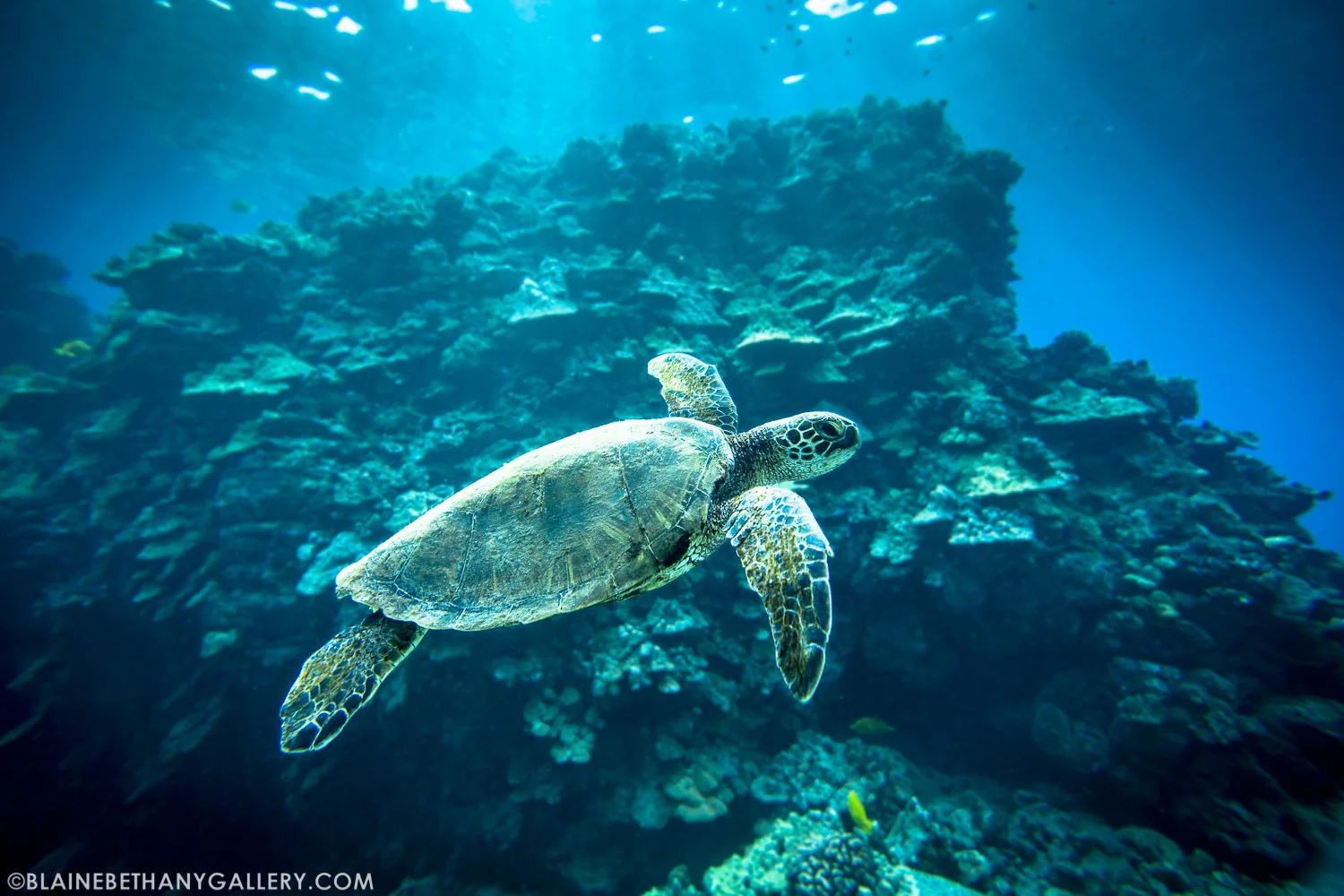 -Green-Sea-Turtle-4.jpg