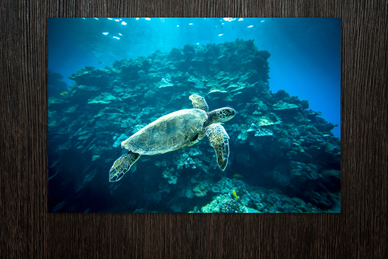 Green-Sea-Turtle-4-Print-2.jpg