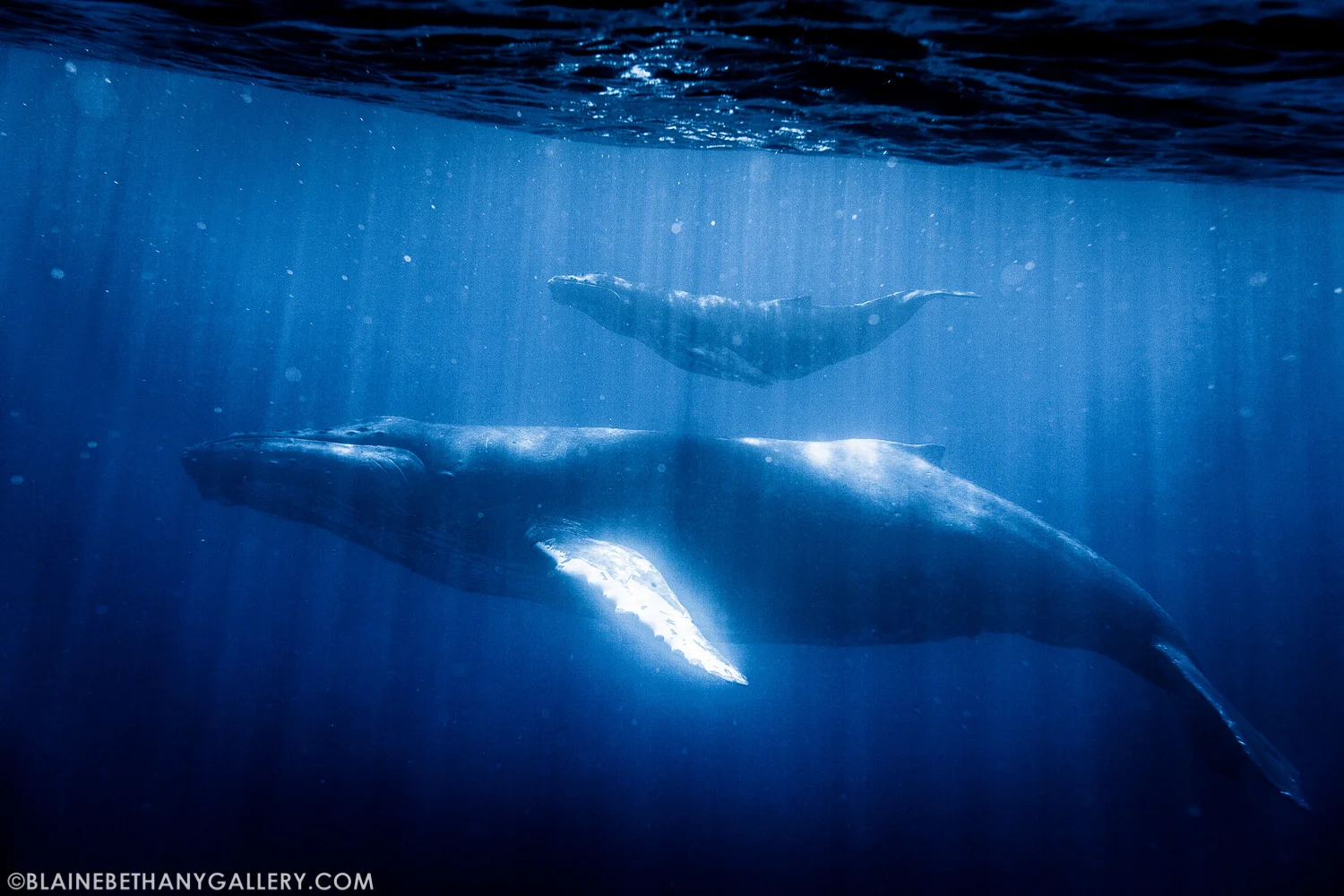 -Graceful-Giants.jpg