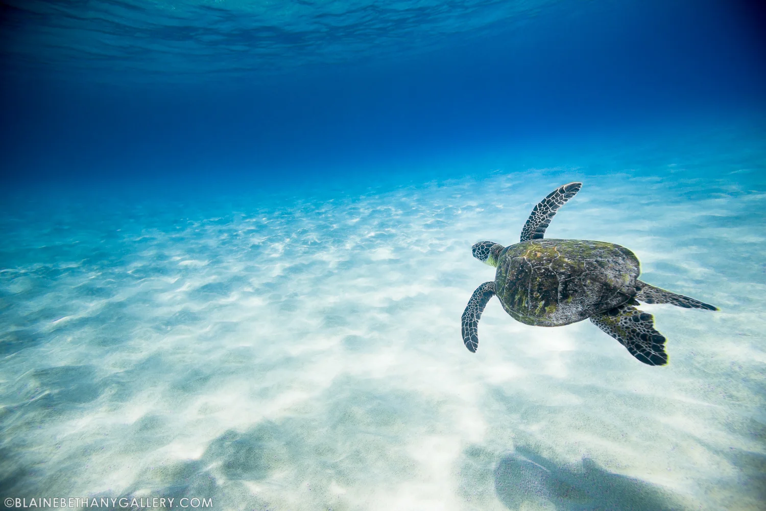 -Green-Sea-Turtle-3.jpg