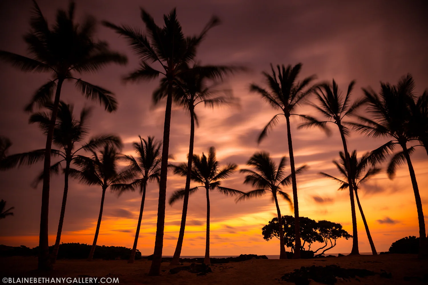-Palm-Tree-Dreaming.jpg