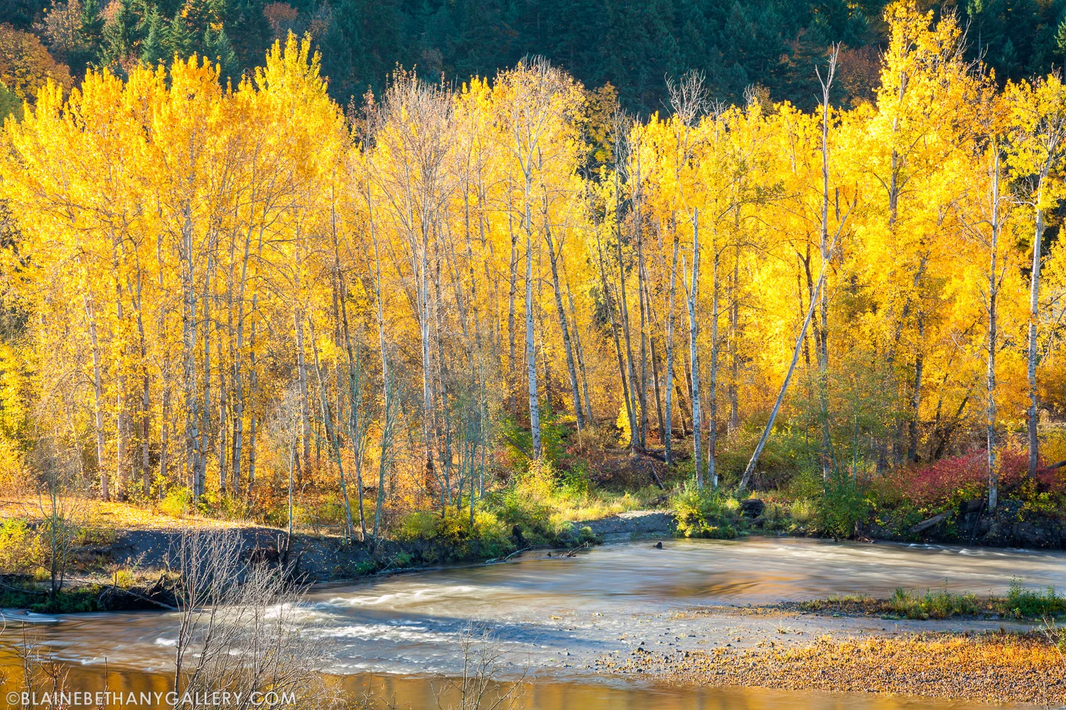 -Trees-of-Gold.jpg