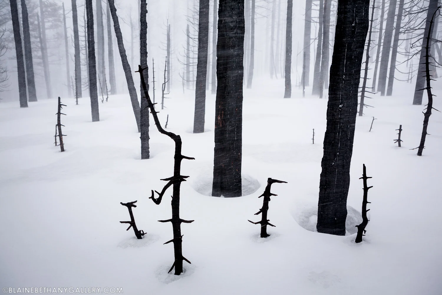 -Black-and-White-Nature.jpg