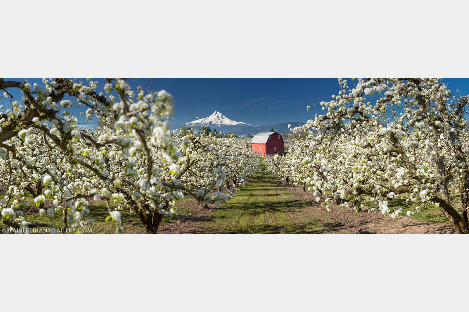 -Orchard-Bloom-Panorama-2.jpg