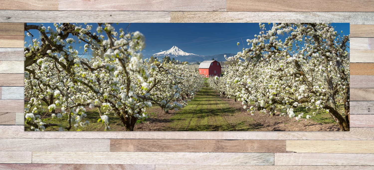 Orchard-Bloom-Panorama-2-Print-3.jpg