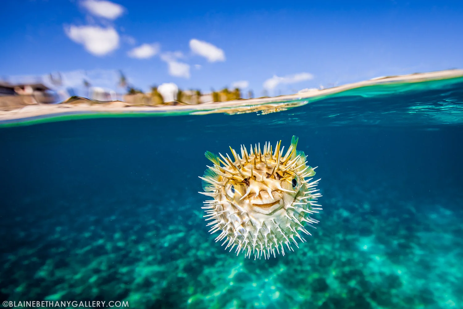 "On Defense" - Porcupine pufferfish in Baja California, Mexico