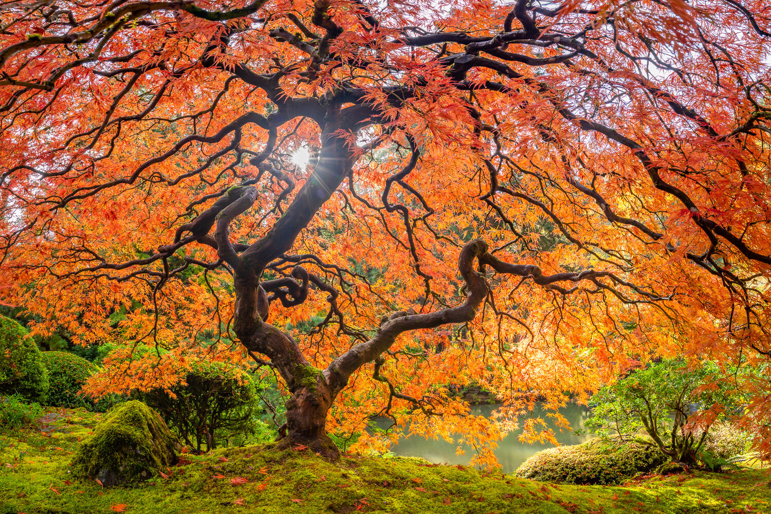 "Japanese Maple" Panorama