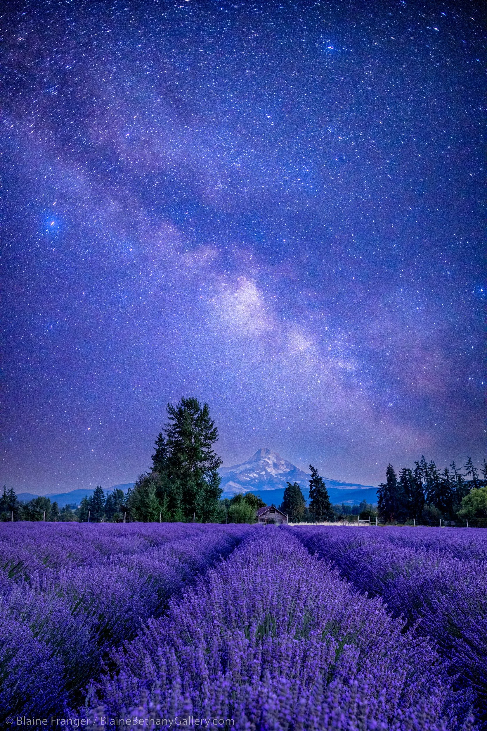 Lavender-Summer Sky_70A0904.jpg