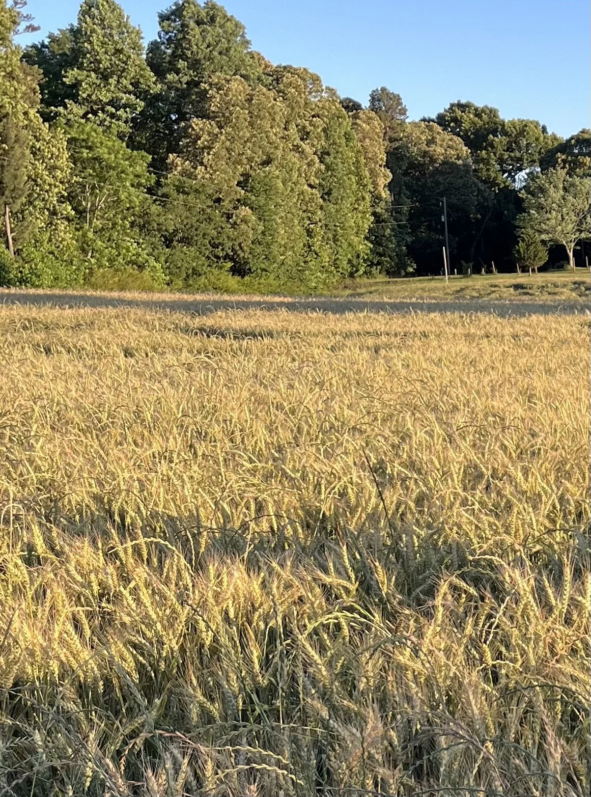 IMG_5970.jpeg