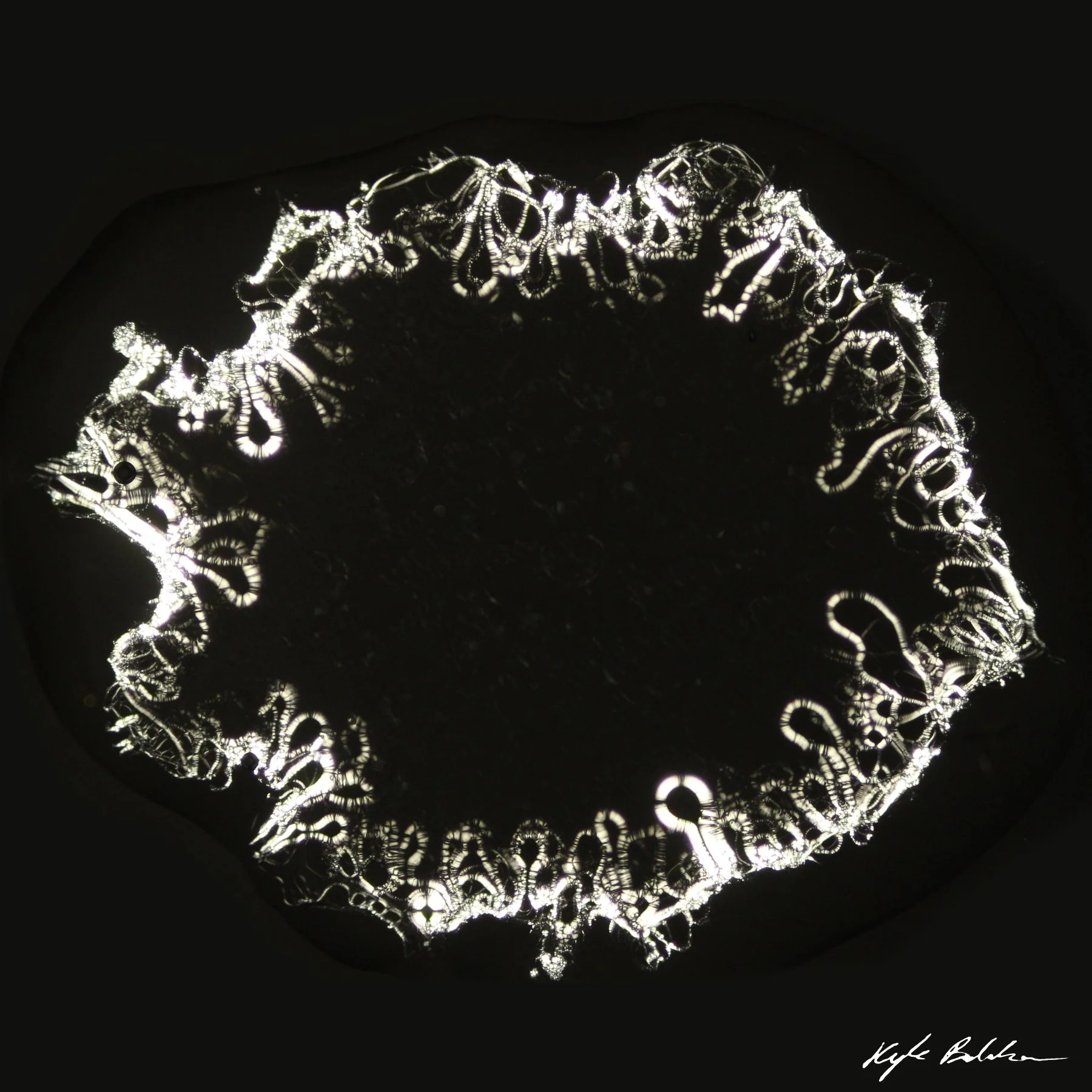TGME_SpaghettiLC_6x6_withsignature.jpg