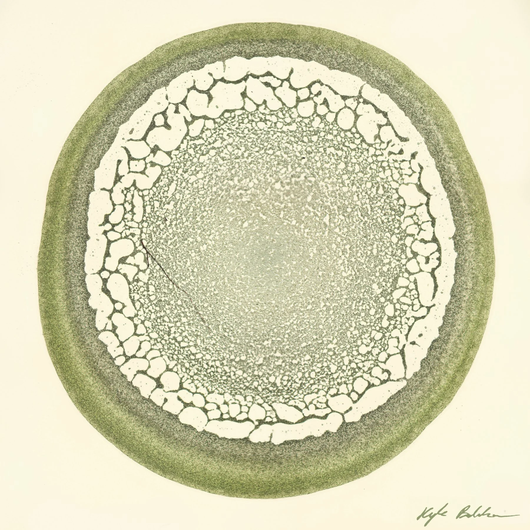 Algae1_6x6_wSignature.jpg
