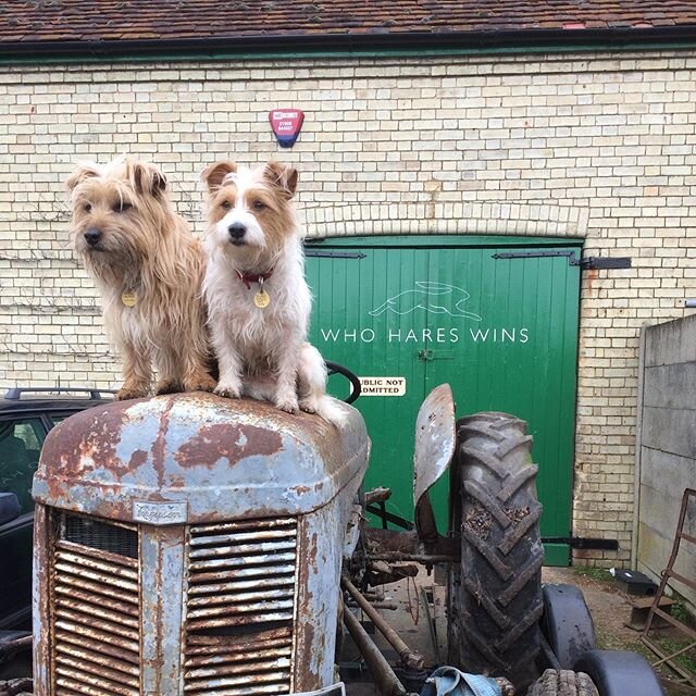 Just to #clarify, it&rsquo;s not mine, it&rsquo;s #thedogses @georgehare @mildredhare #george&amp;mildred #vintage #ferguson #hedgefind #tea20 #tea #thelifebloodofindustry #heartfeltthanks #garryarcher #shenstonekennels