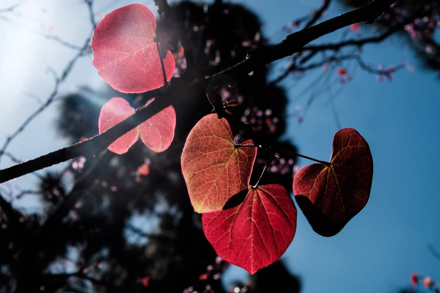 Red Leaves