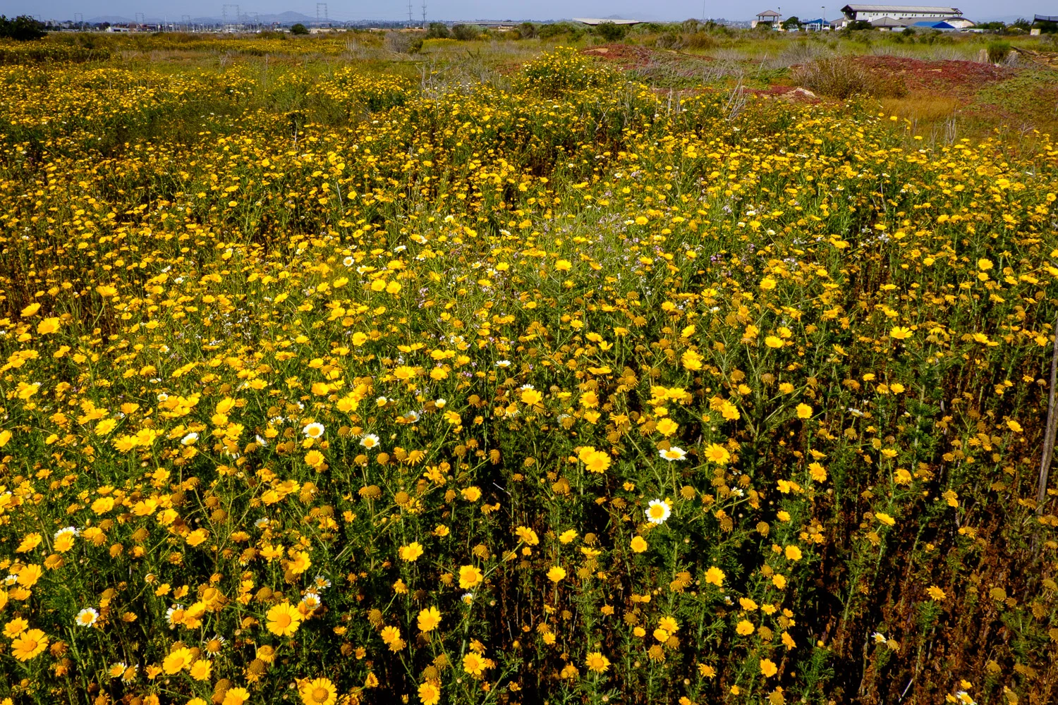 Yellow Field
