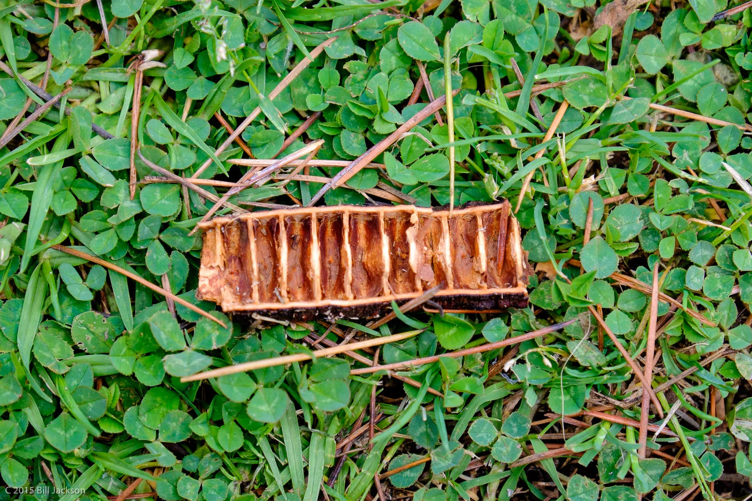 Mystery Pod