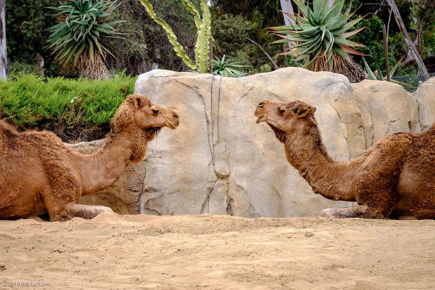 Camel Gabfest