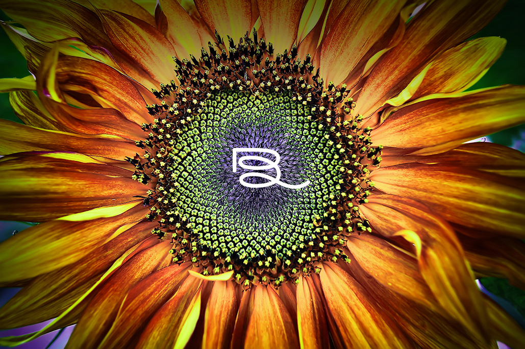 thick-outlines-sunflower_dark-top_2017.png