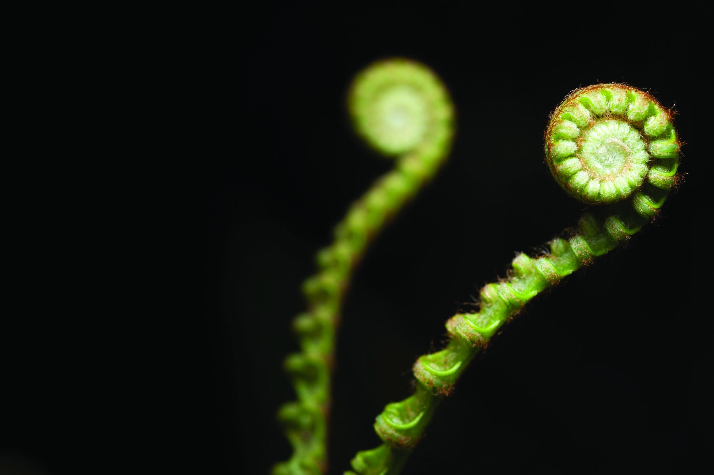 New Fern Leaf isolated on black.jpg