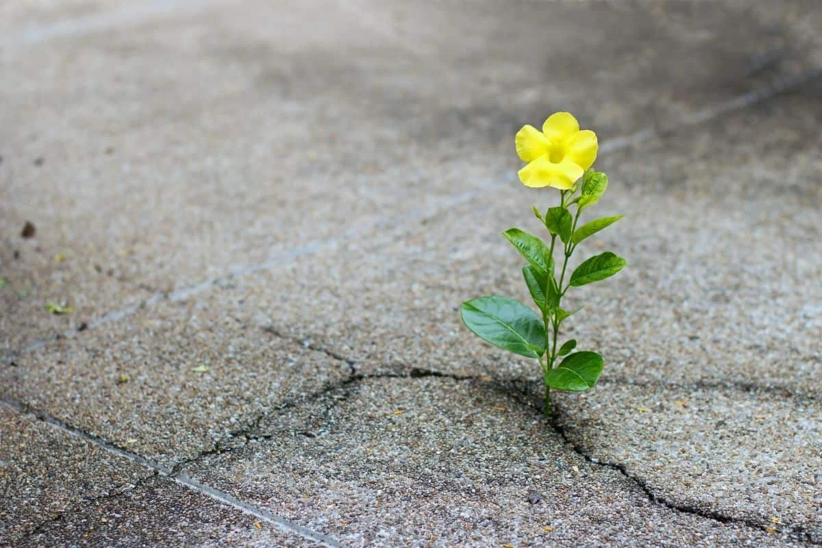 Discomfort as a Catalyst: Turning Life's Challenges into Opportunities for Growth