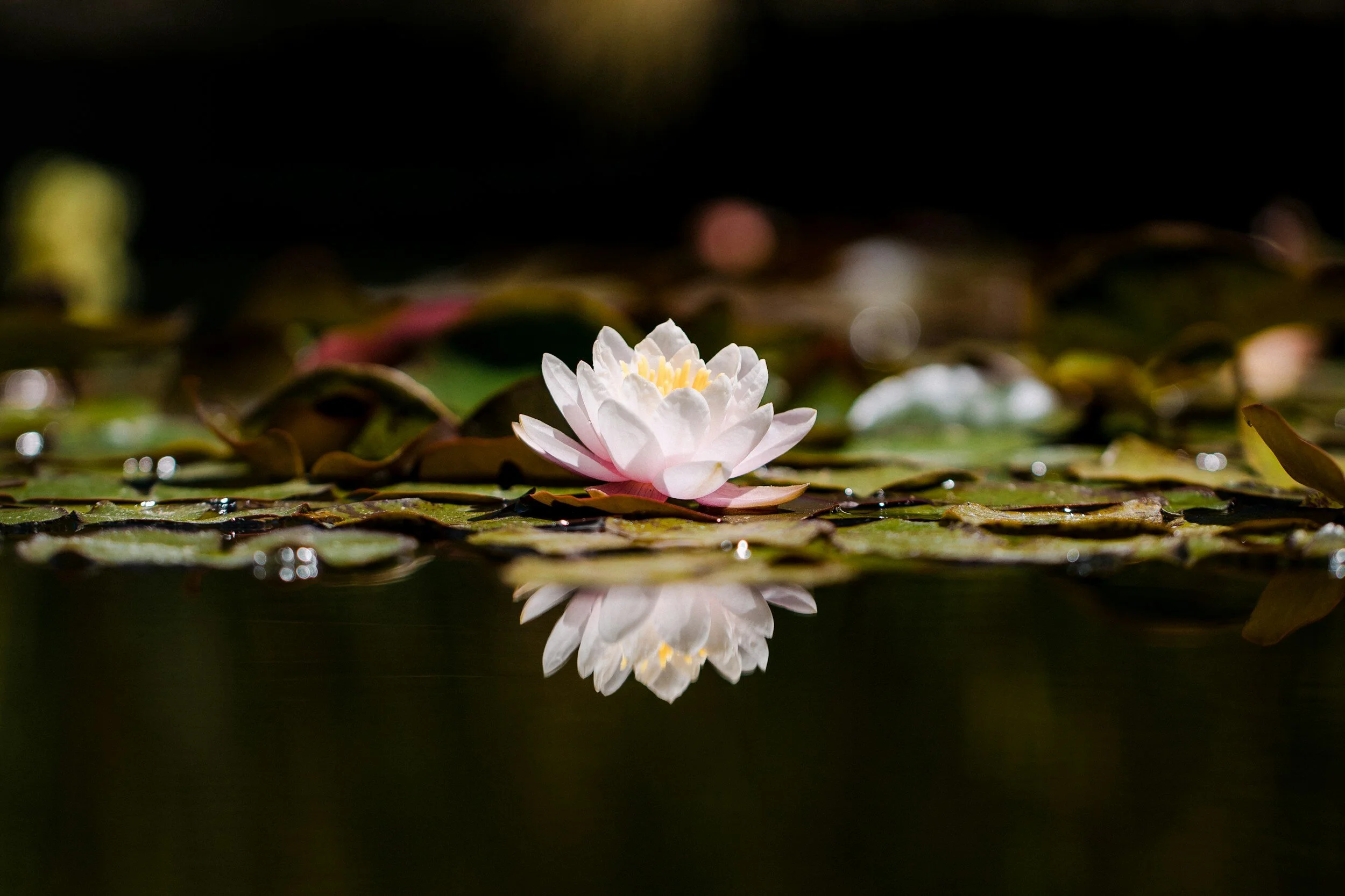 Exploring the Meaning Behind Resilience