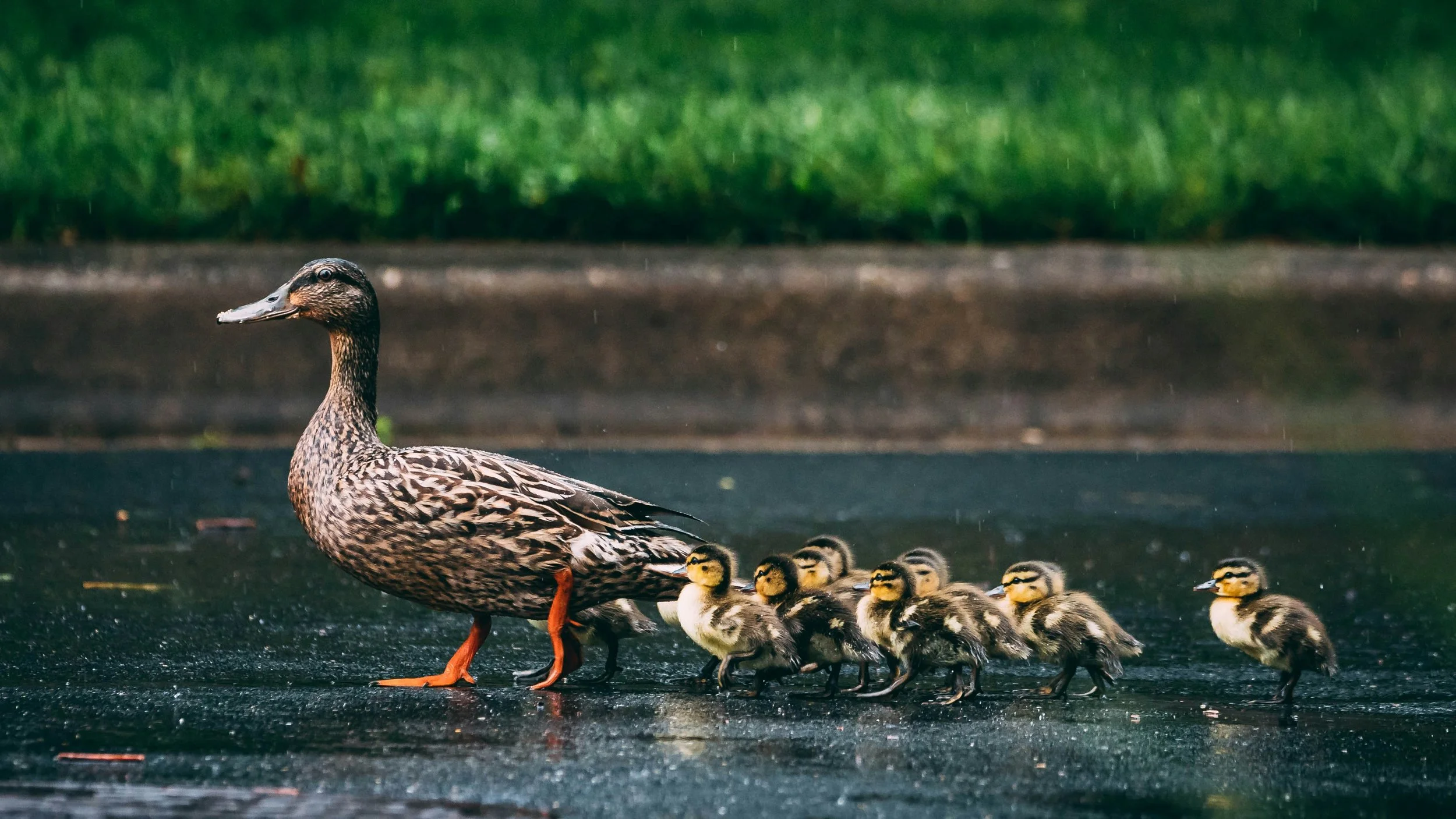 The Healing Power of Nature for Postpartum Mothers