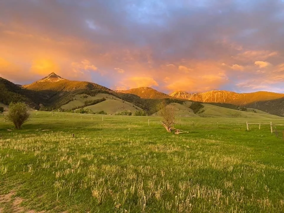 Grit: My Experience on a Cattle Farm