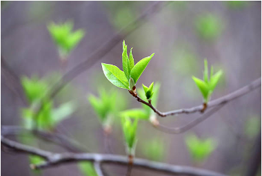 Bud.png