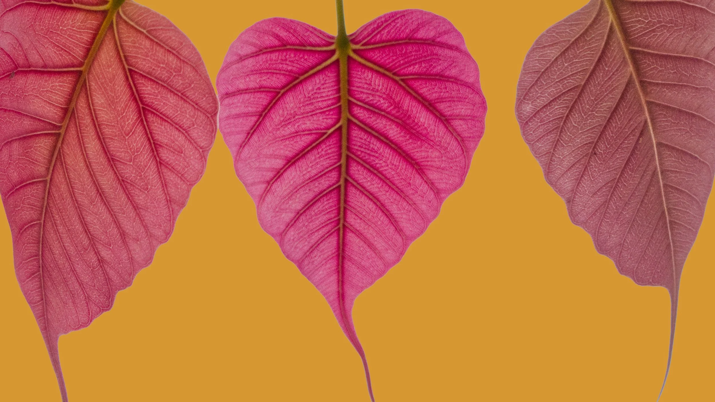 The Life Cycle of a Leaf