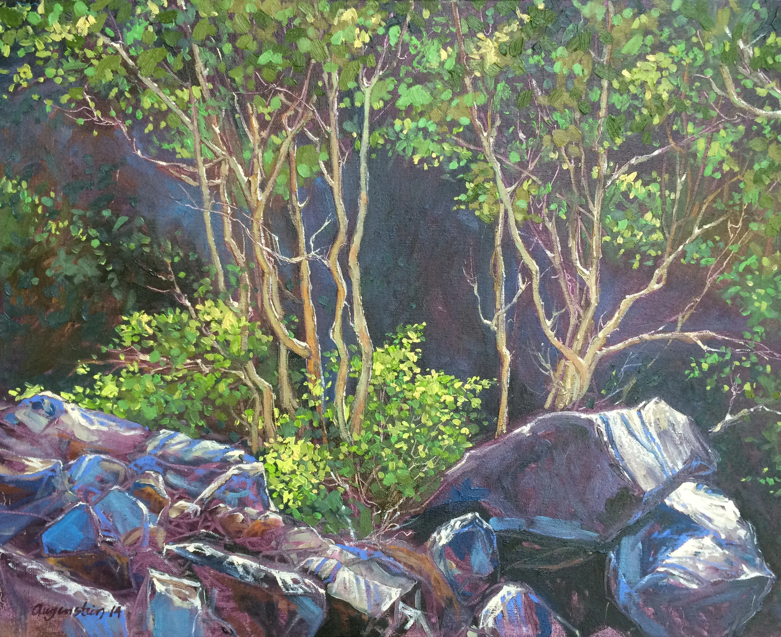 Backlit Willows above Lake Tahoe