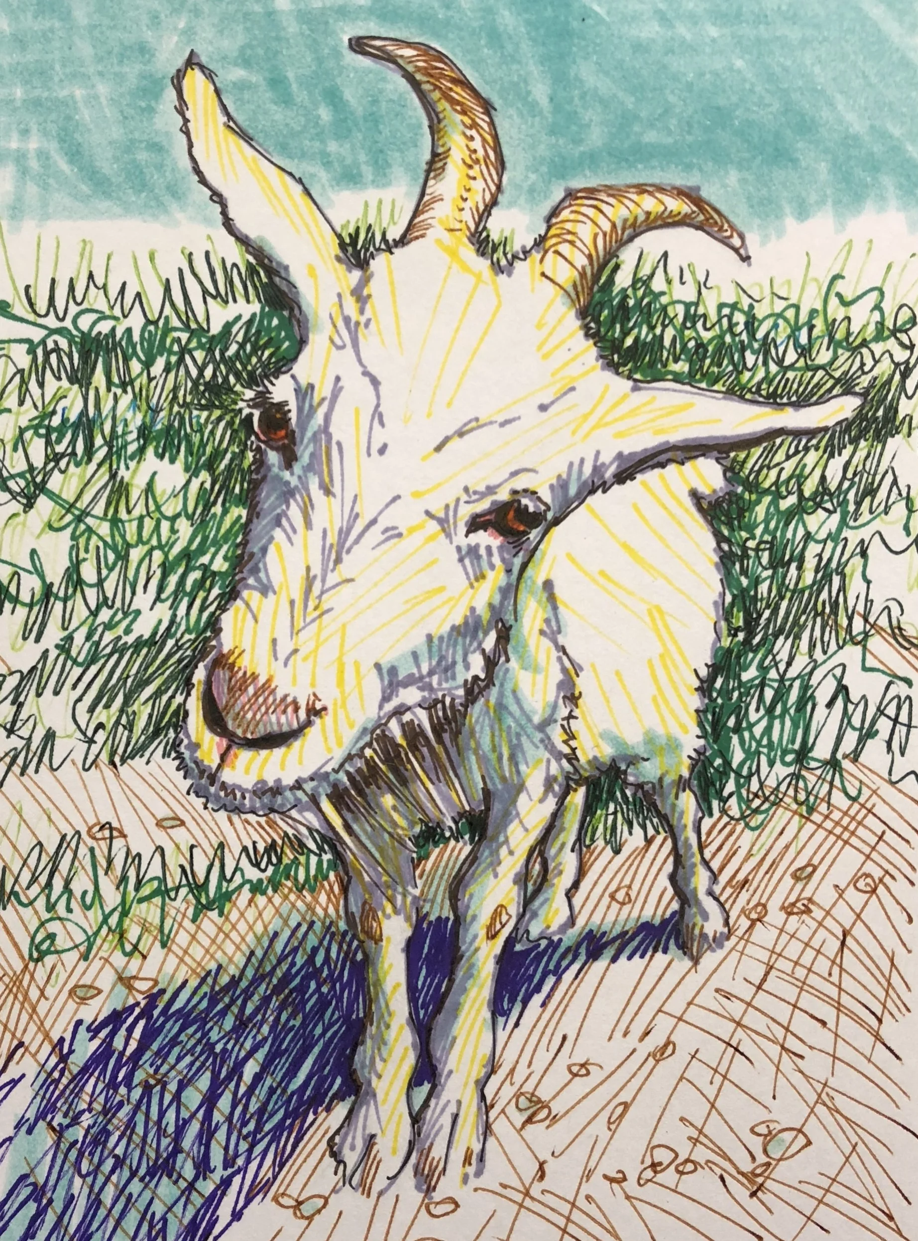Susan's Goat - INKTOBER DAY 13
